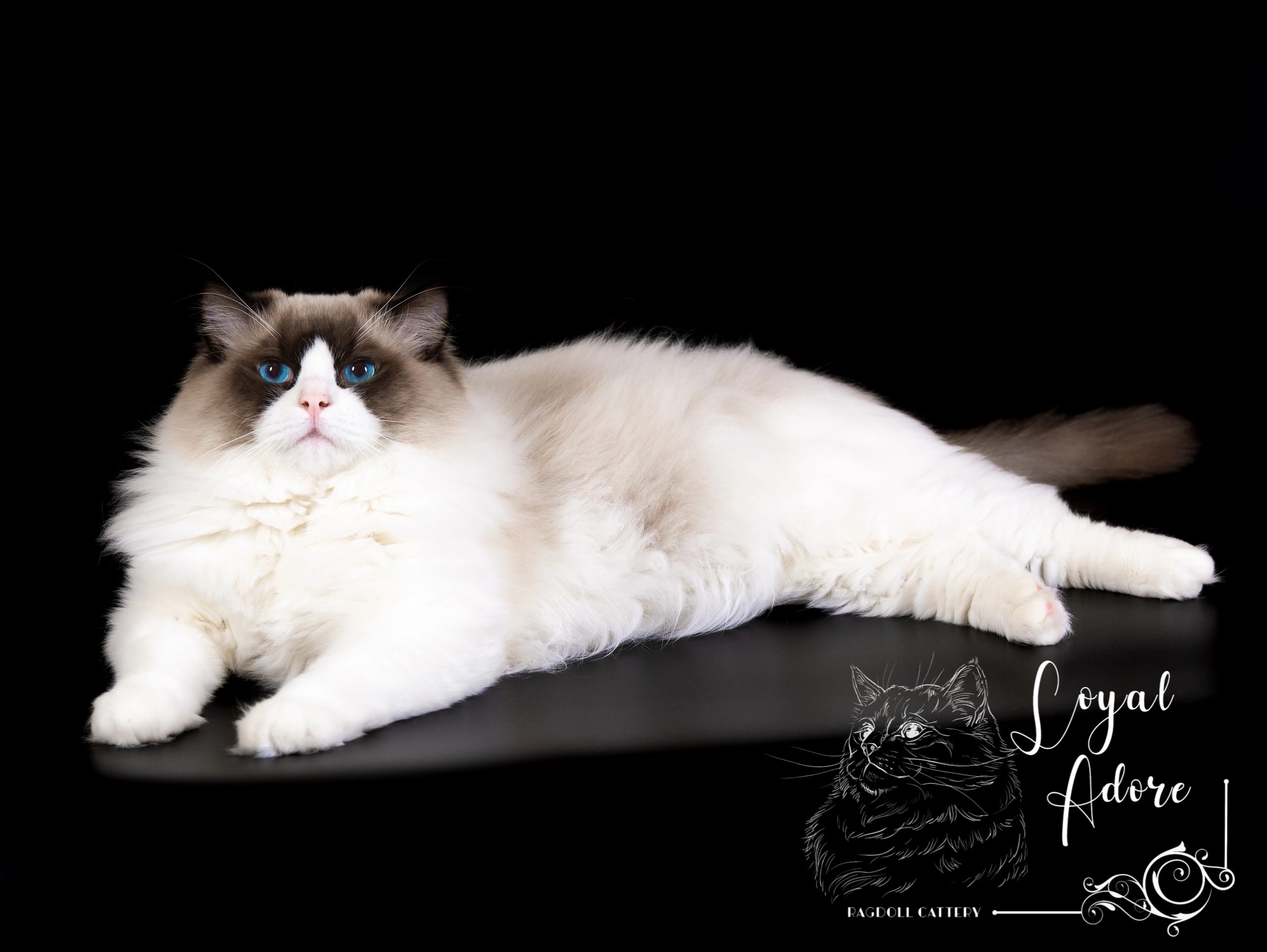 Документы производителей Loyal Adore. Питомник рэгдолл Loyal Adore