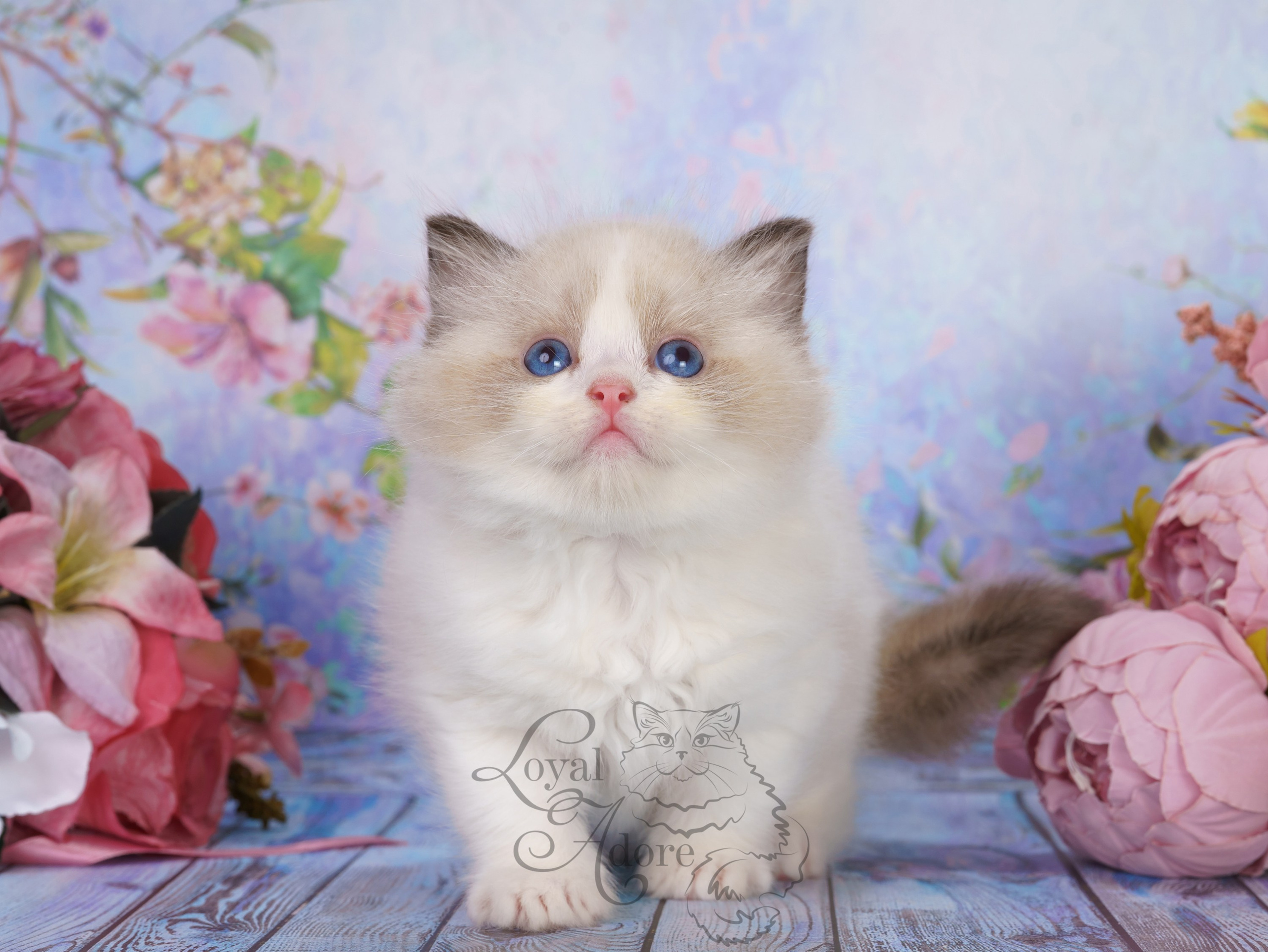 Котята рэгдолл от Loyal Adore. Питомник рэгдолл Loyal Adore