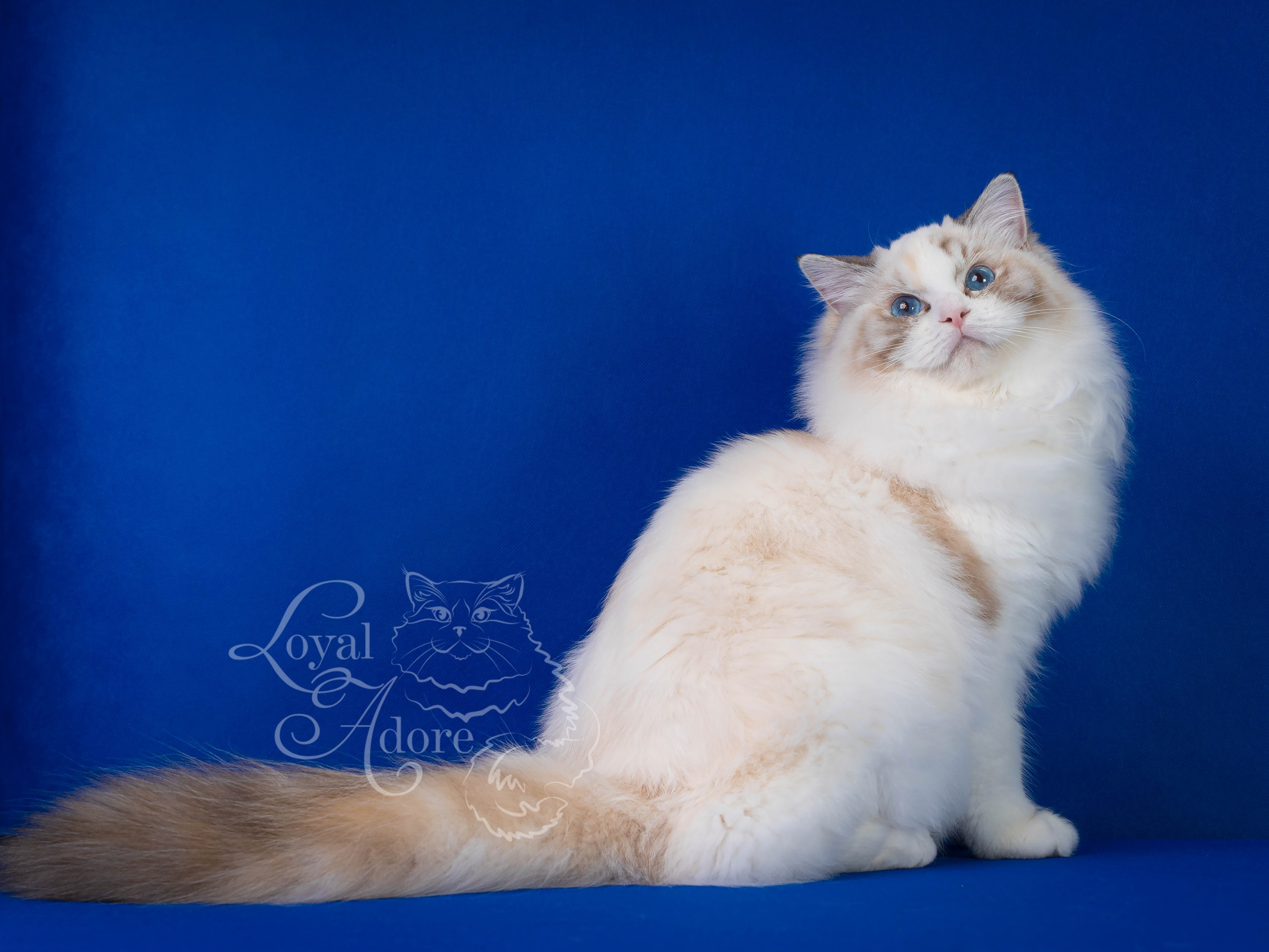 Кошки производители Loyal Adore. Питомник рэгдолл Loyal Adore