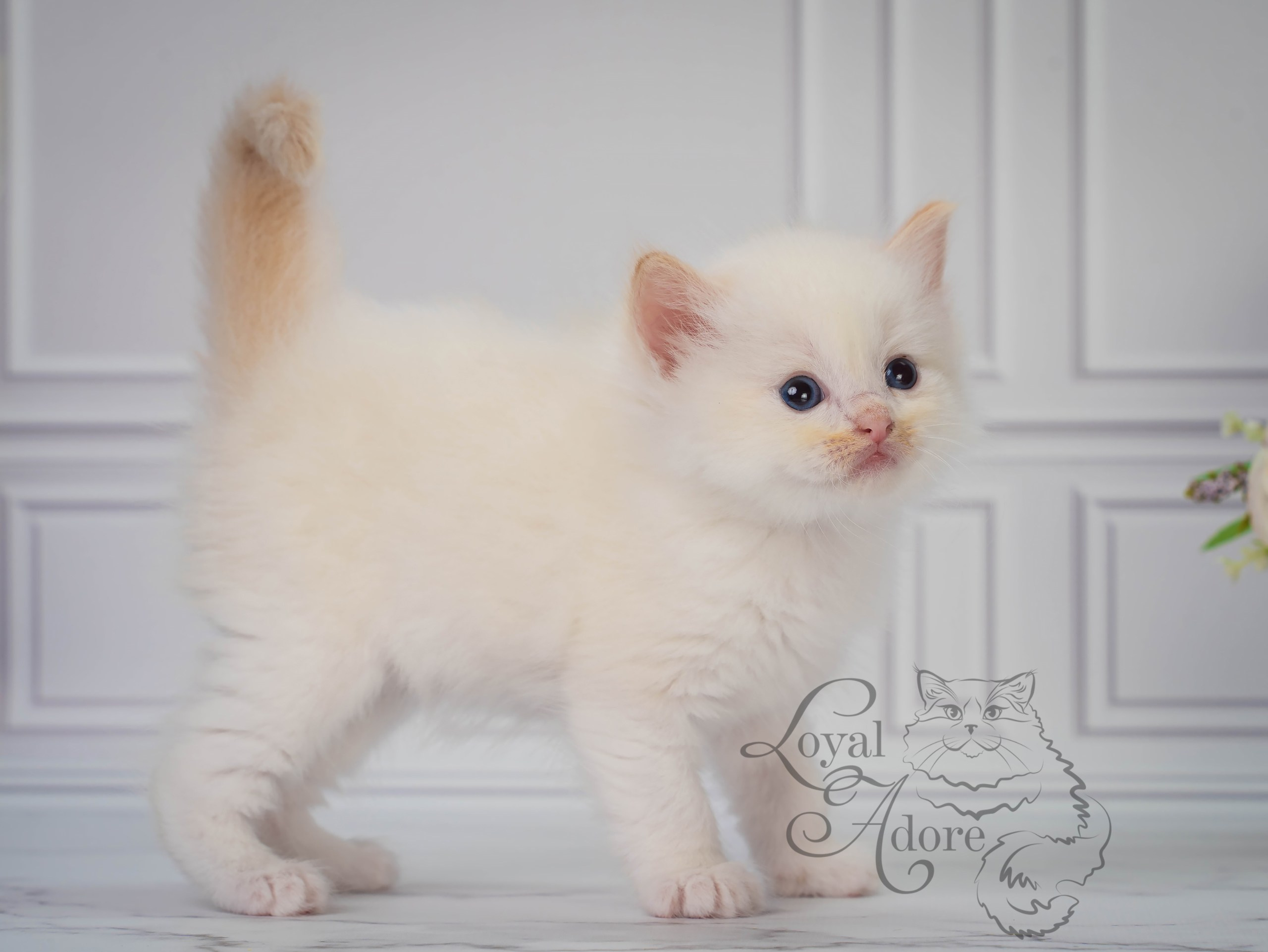 Котята рэгдолл от Loyal Adore. Питомник рэгдолл Loyal Adore