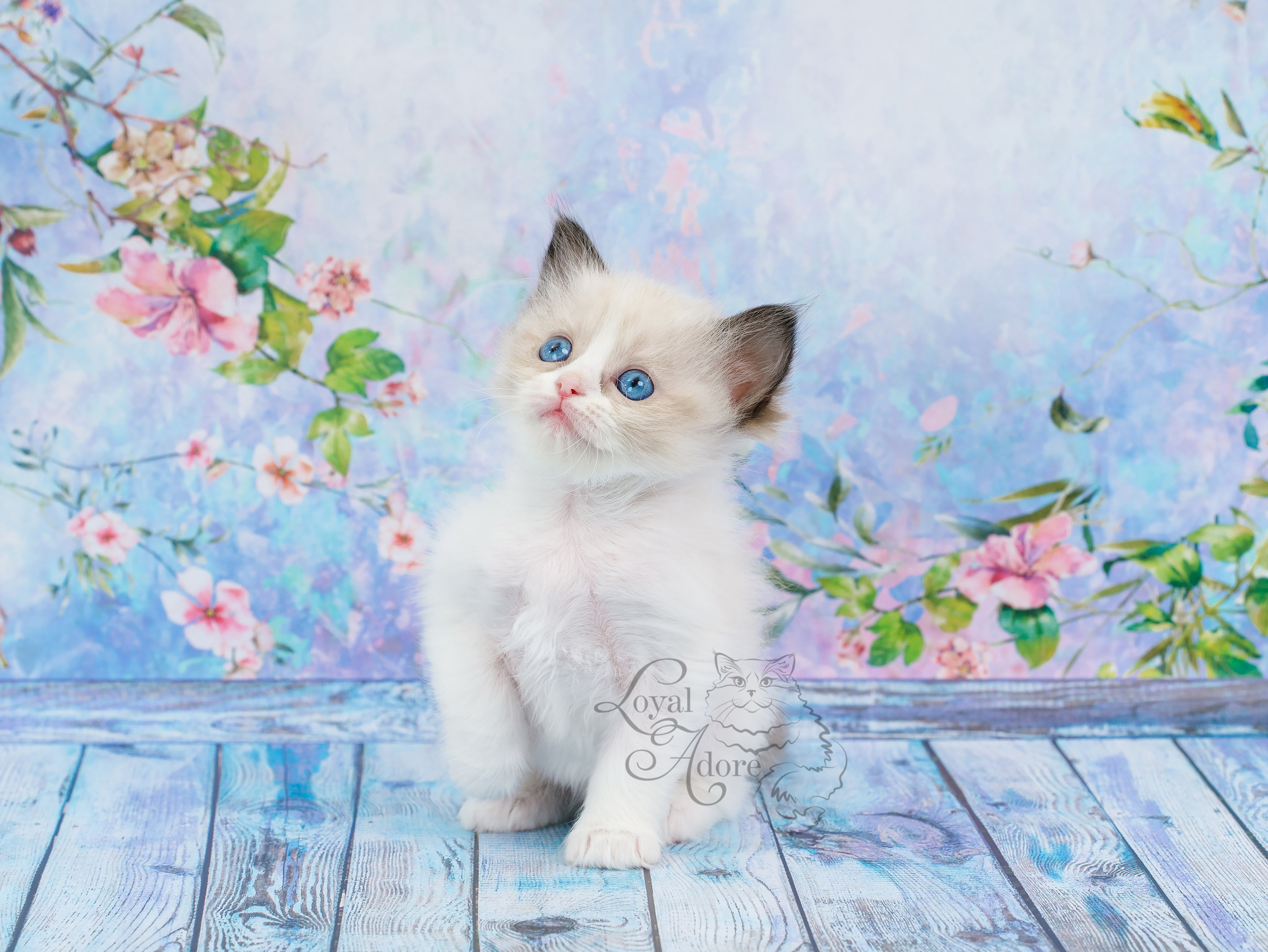 Котята рэгдолл от Loyal Adore. Питомник рэгдолл Loyal Adore