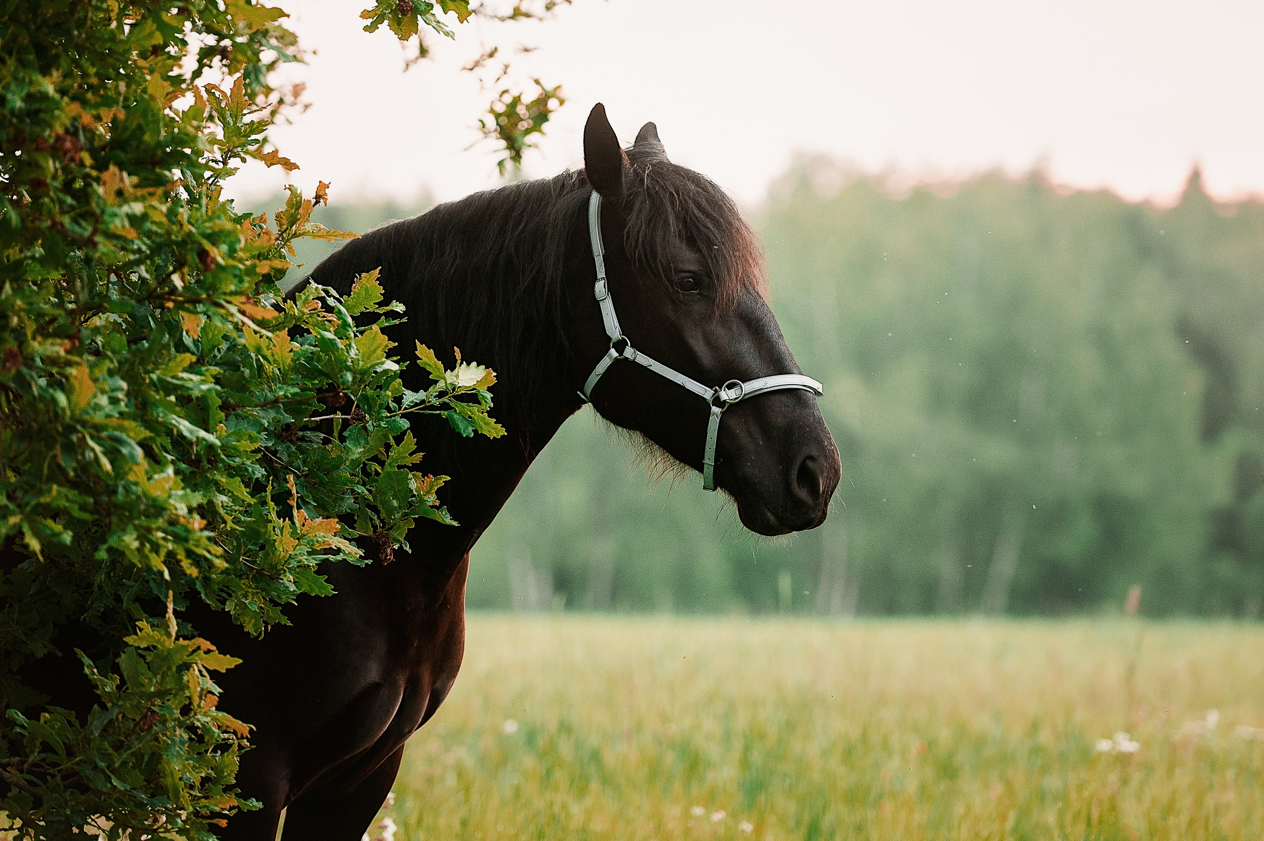 Мара. Фотограф-анималист