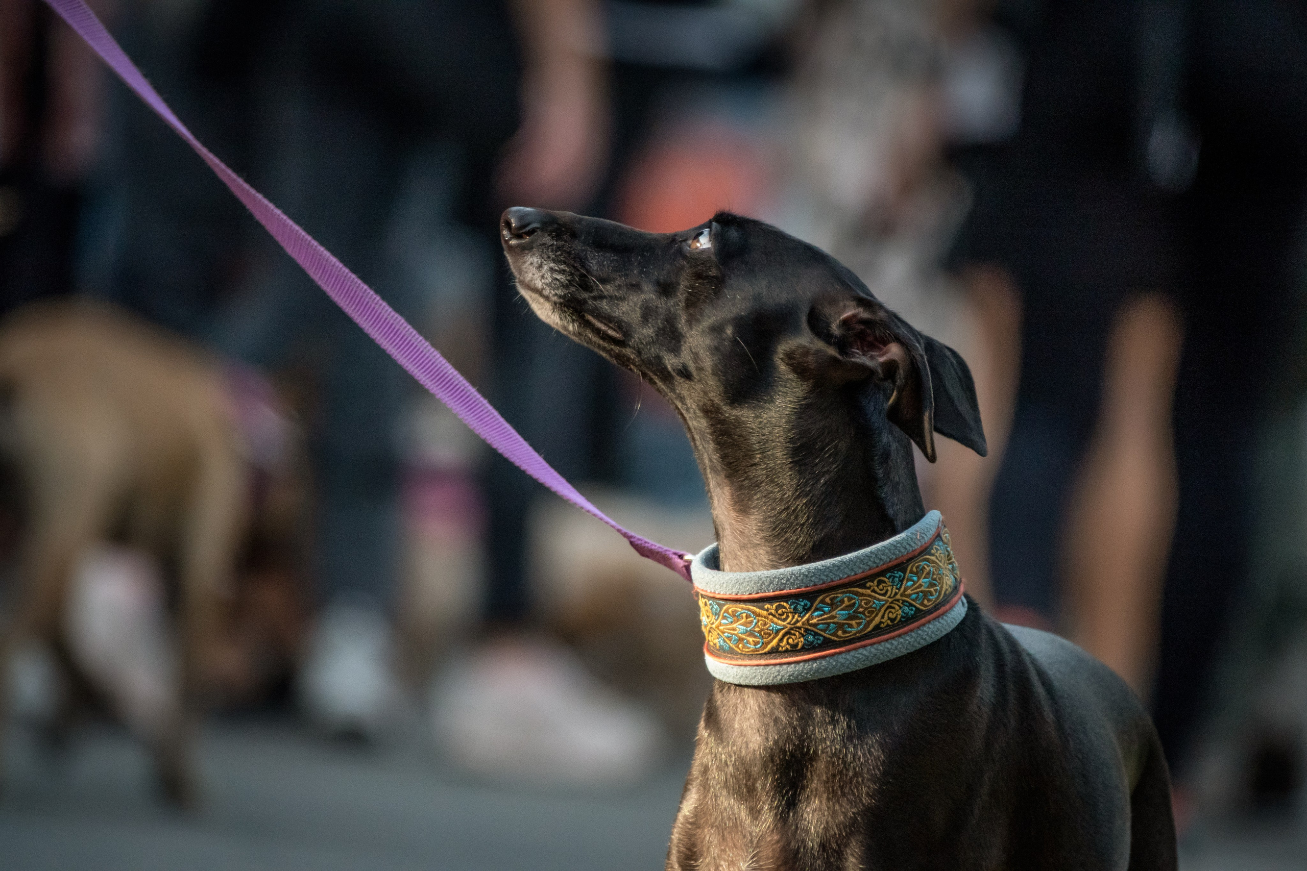 Petshop Days 2024. Фотограф-анималист в Москве Юлия Лайхо