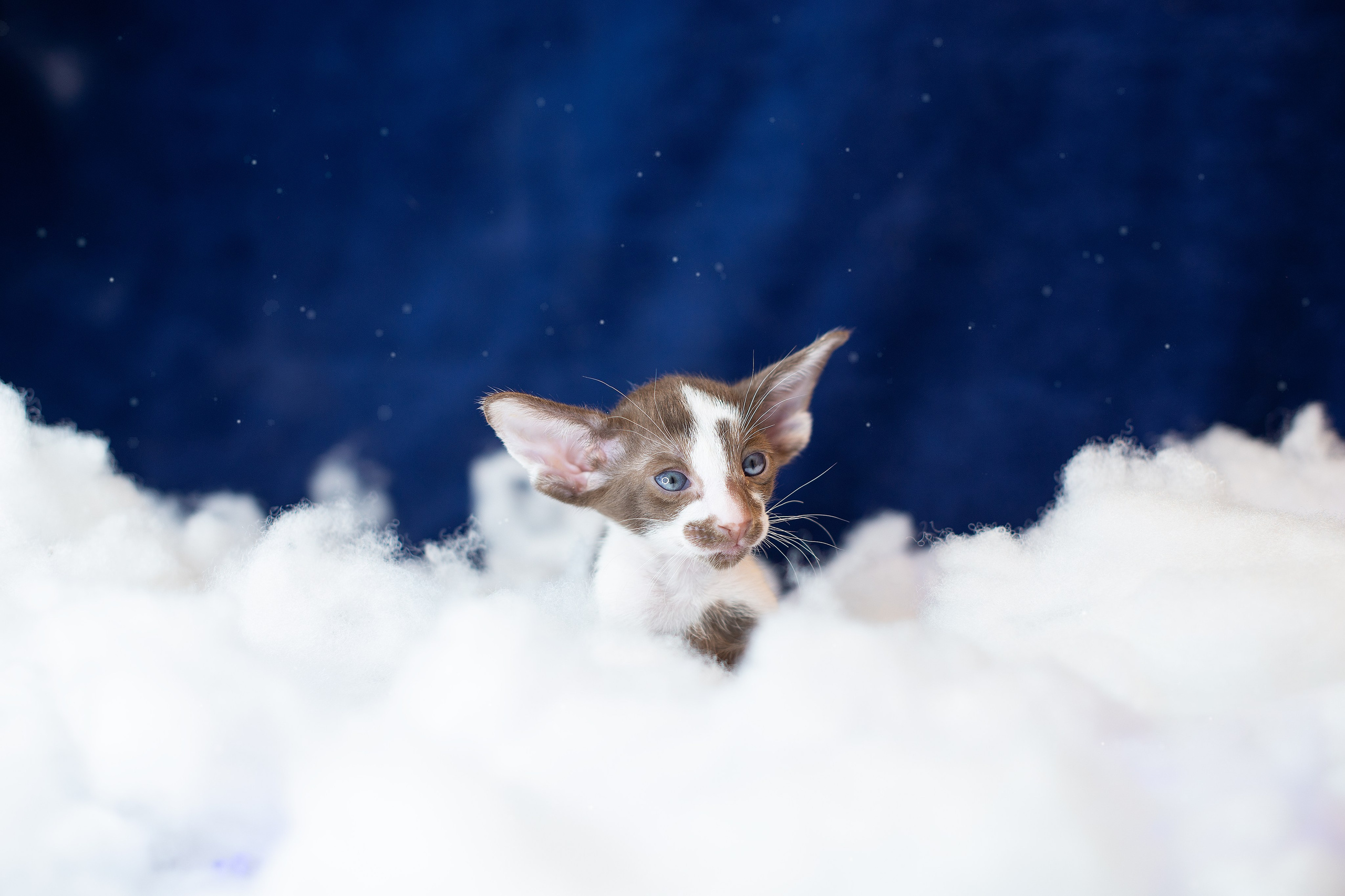 Заводчик Юлия Панова. Творческий фотограф Вологда