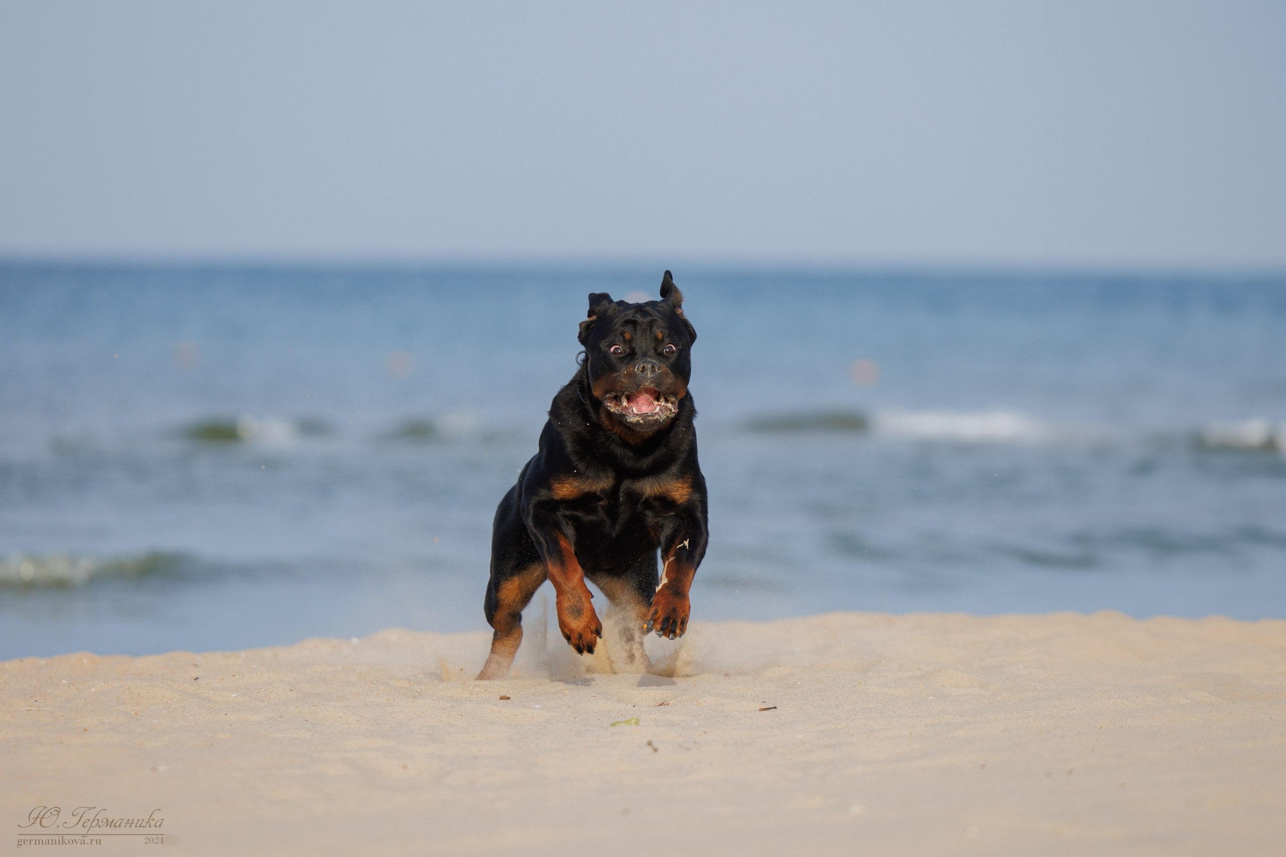 Свободная съемка. Фотограф-анималист Юлия Германика