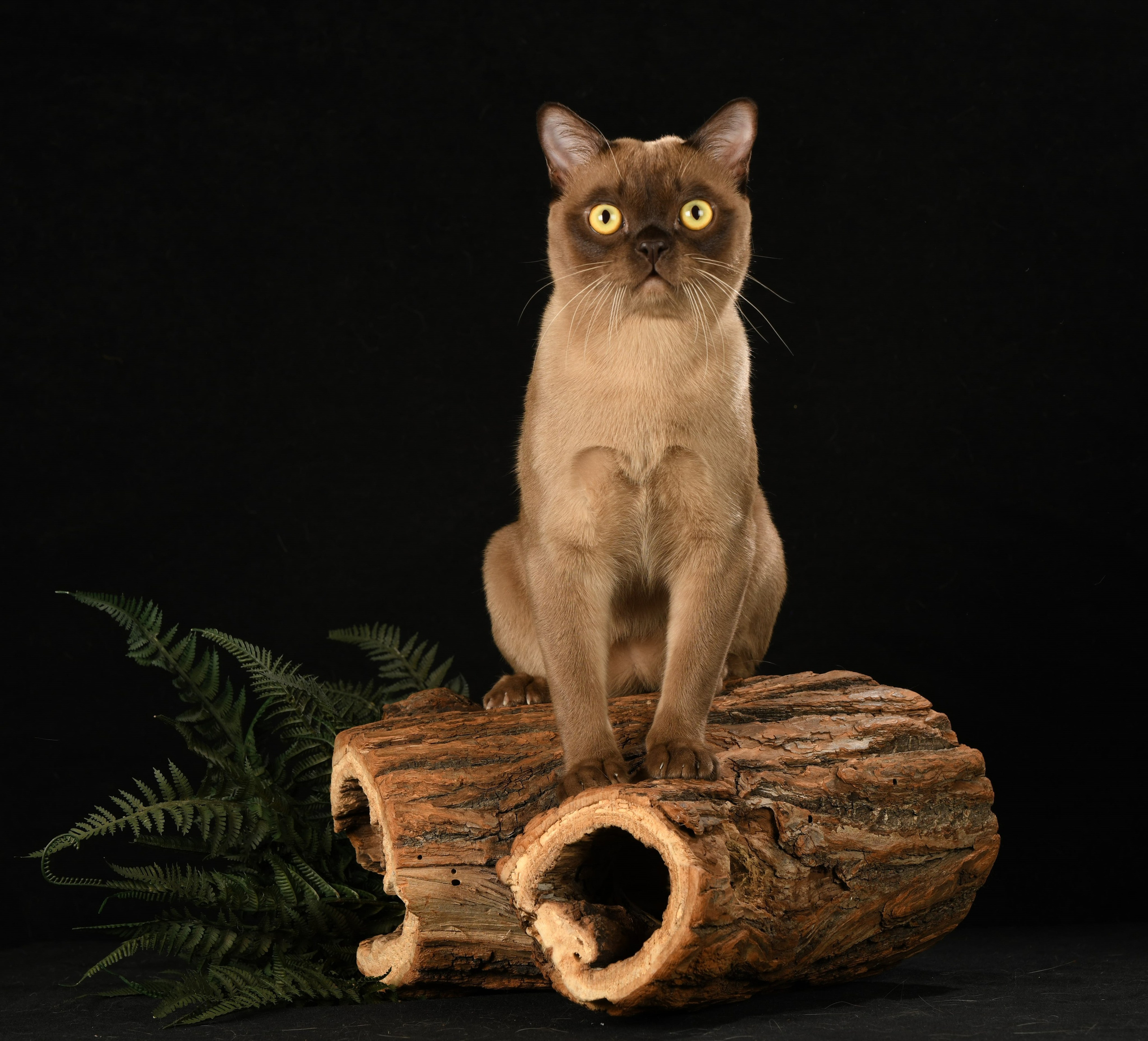 Котёнок американской бурмы. Las Burmas — питомник американской бурмы традиционных линий