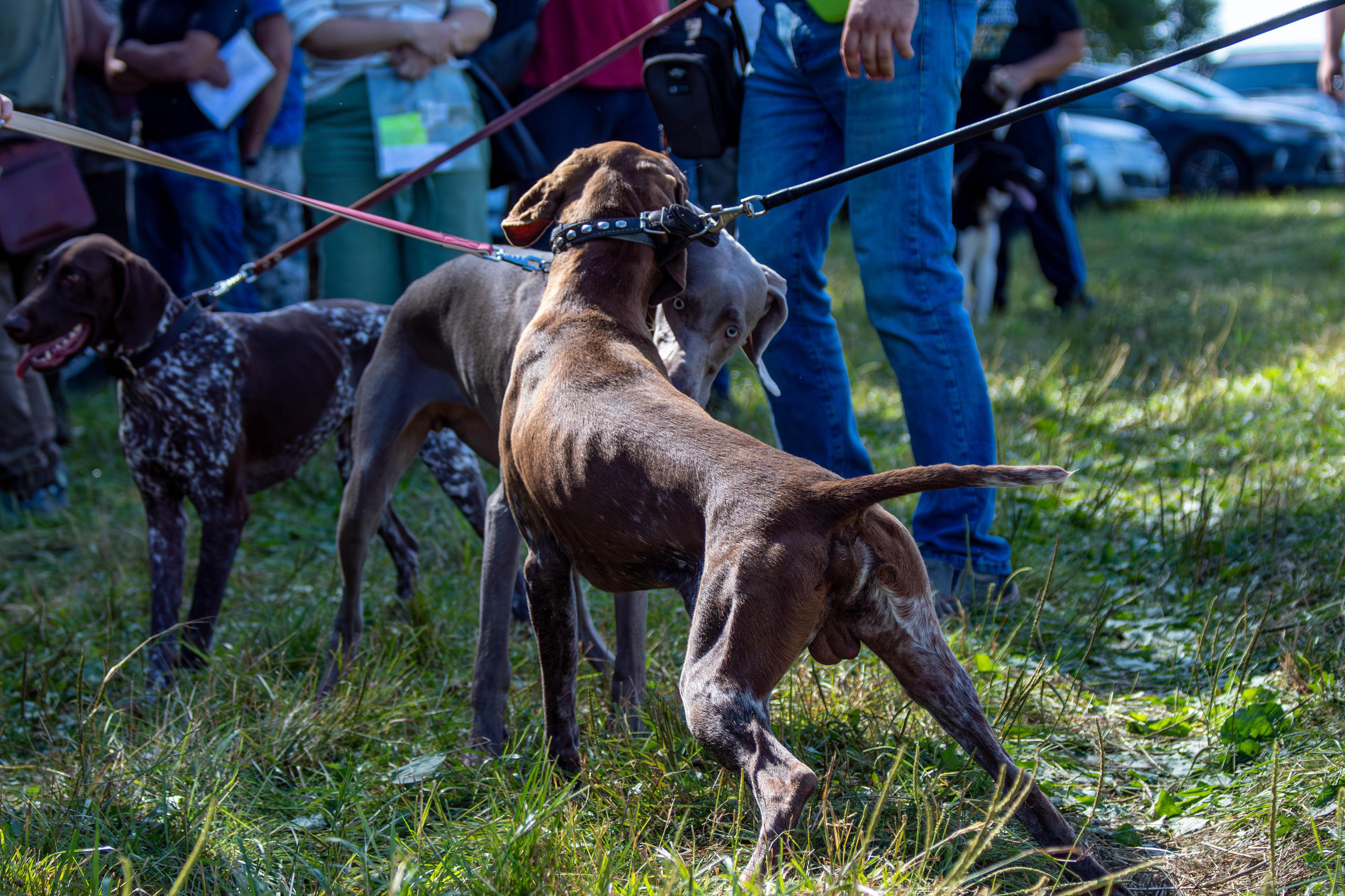 Репортажная съемка в Туле. Фотограф анималист — Тула, Москва