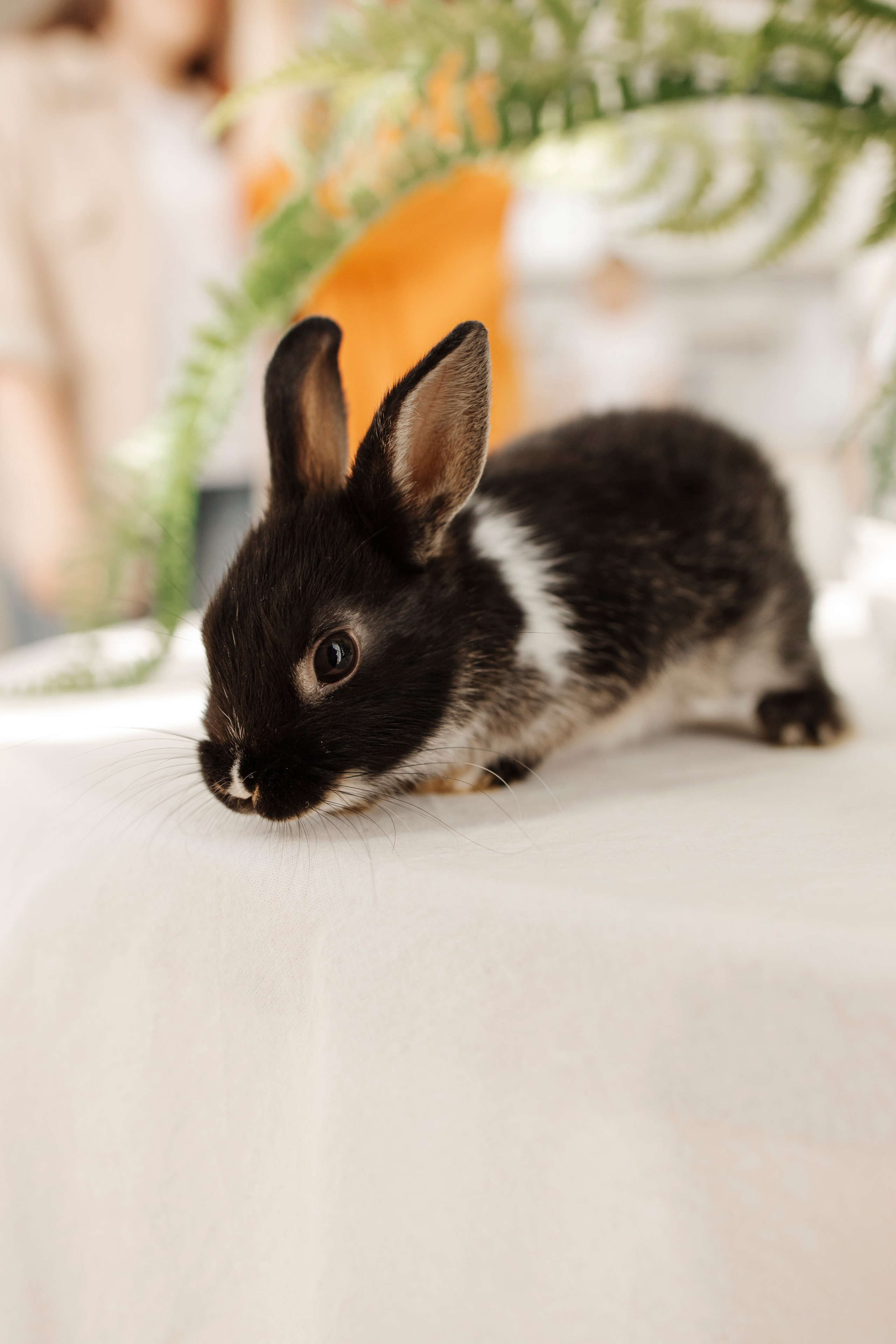 Фото с кроликом Новосибирск