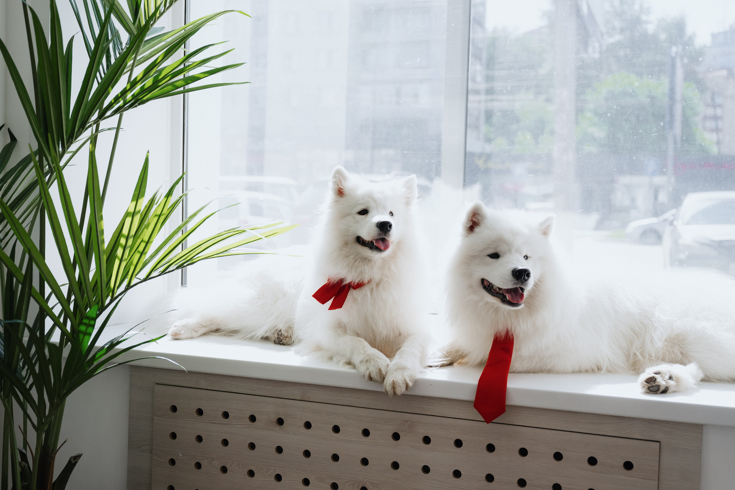 Альфа банк Карла Маркса 55. Фотограф Кристина Тумаева. Самоед Новосибирск