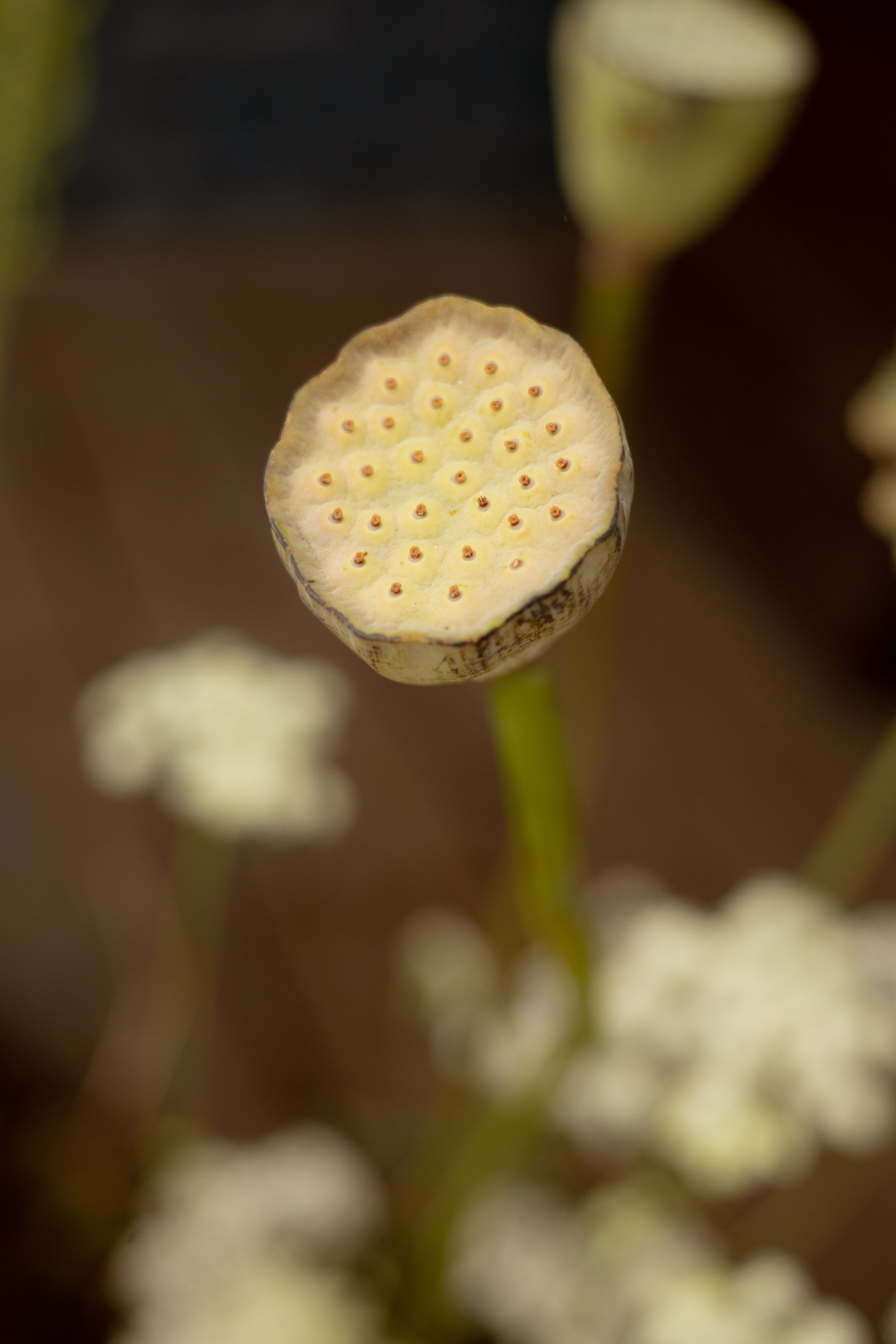 Никита & Катя. Оформление свадеб, декор свадеб Вера Маркова, Москва
