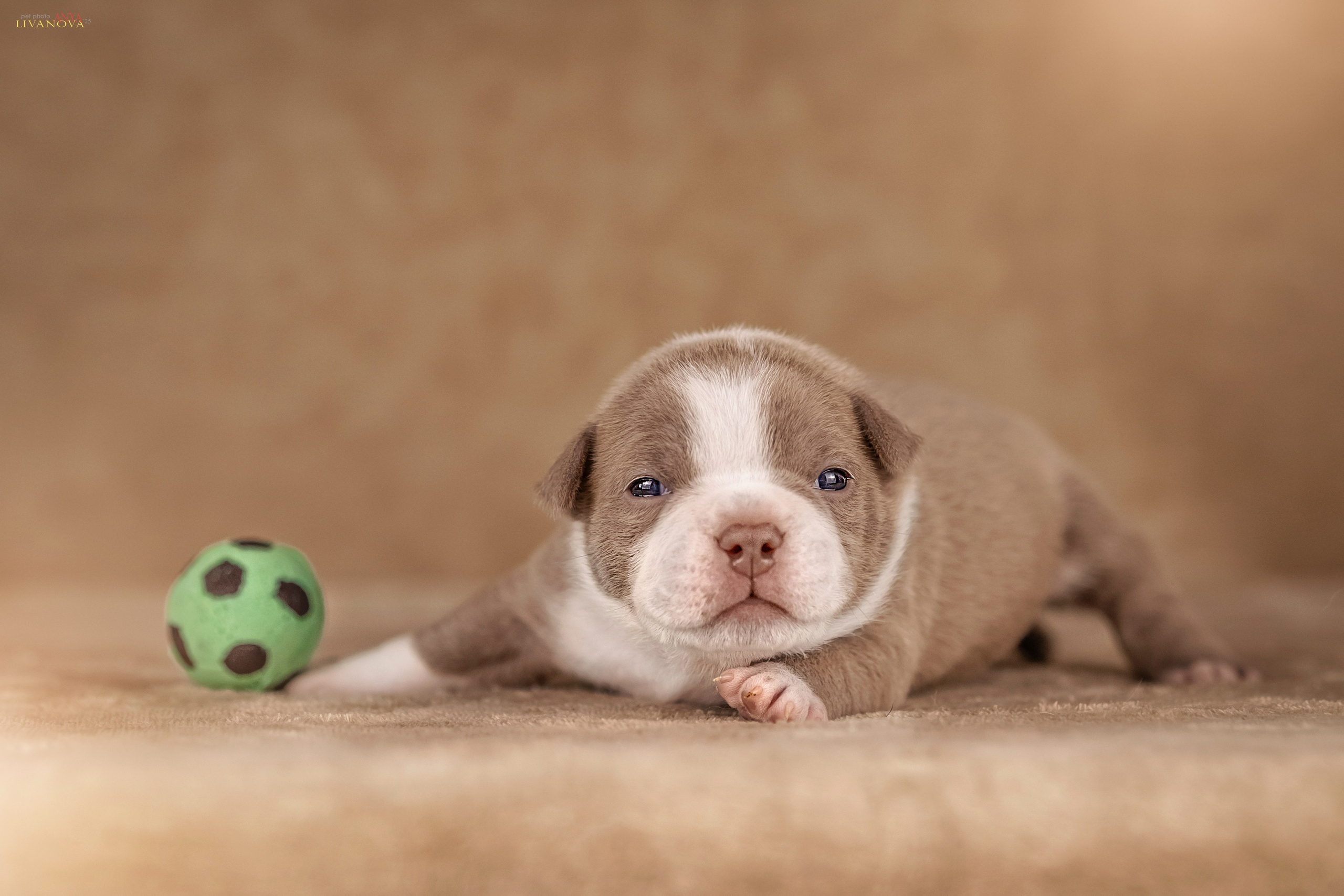 Амбулли. Фотограф анималист Аня Ливанова | Рыбинск