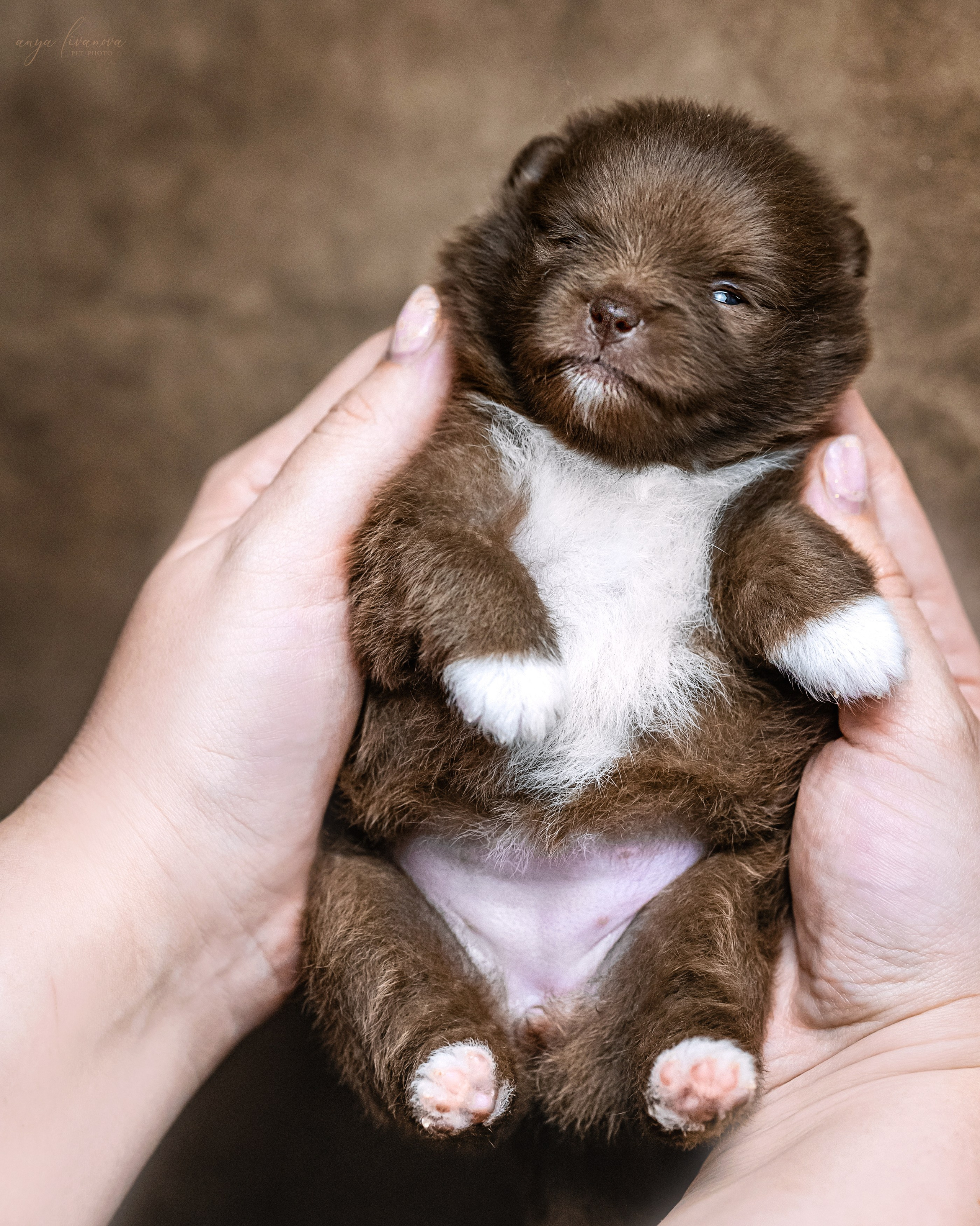 Шпицулики. Фотограф анималист Аня Ливанова | Рыбинск