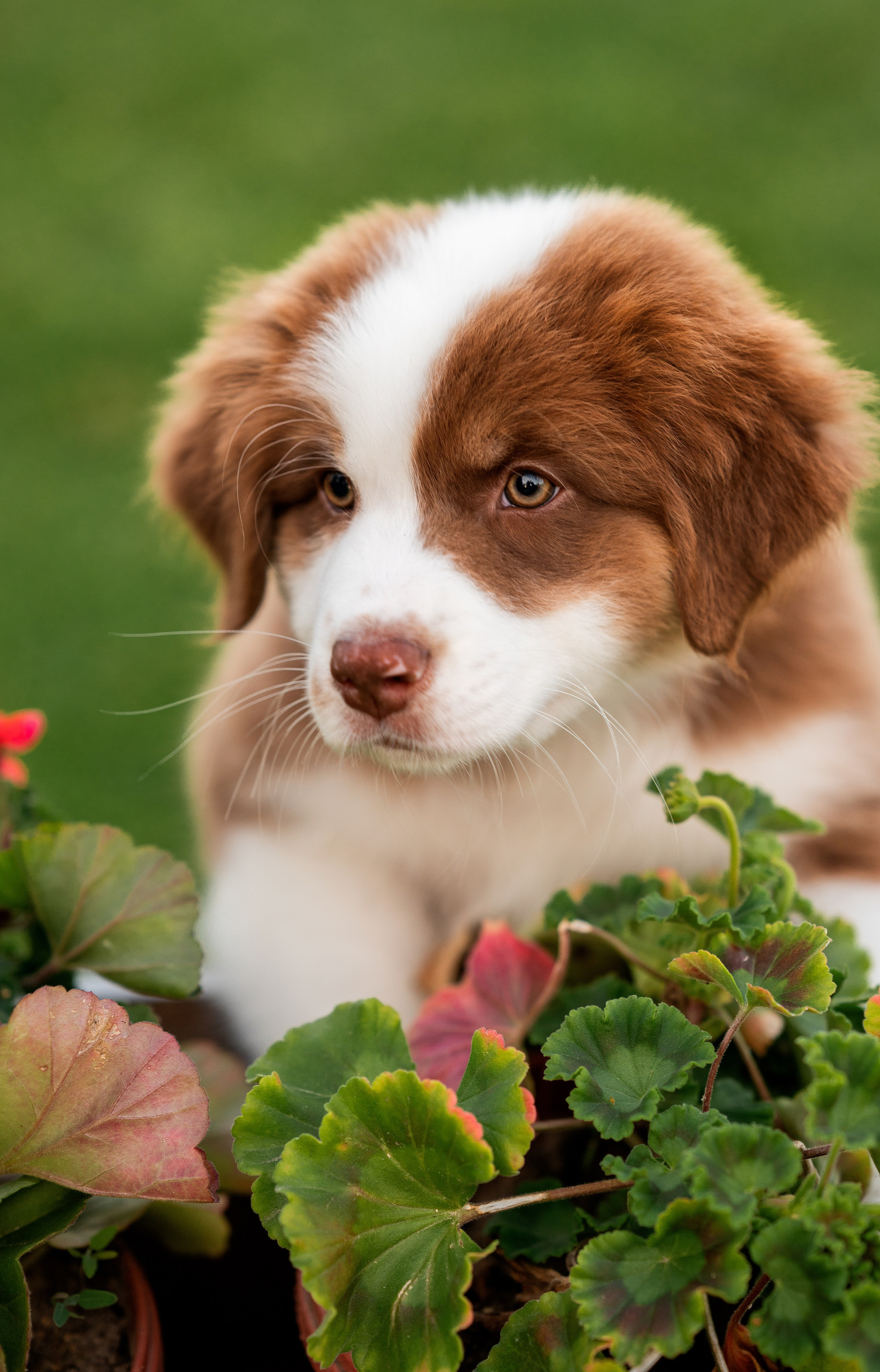 Заводчик Елизавета Степанова. Творческий фотограф Вологда