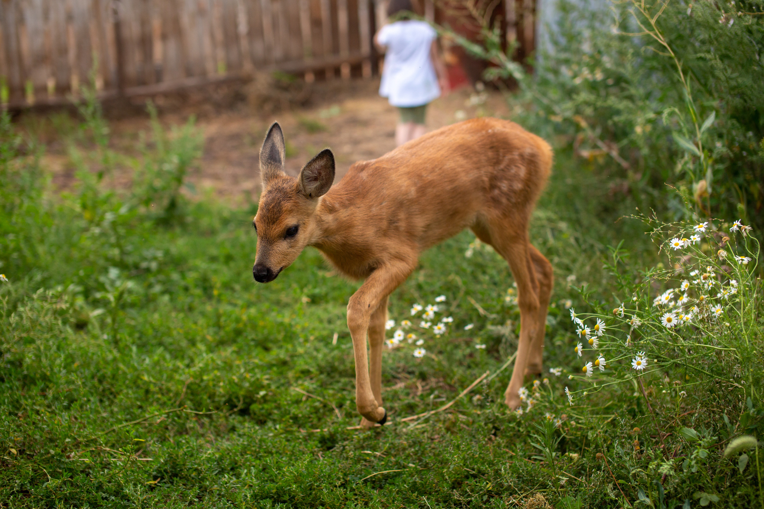 Верочка в конном клубе. Фотограф в Оренбурге. Профессиональный фотограф