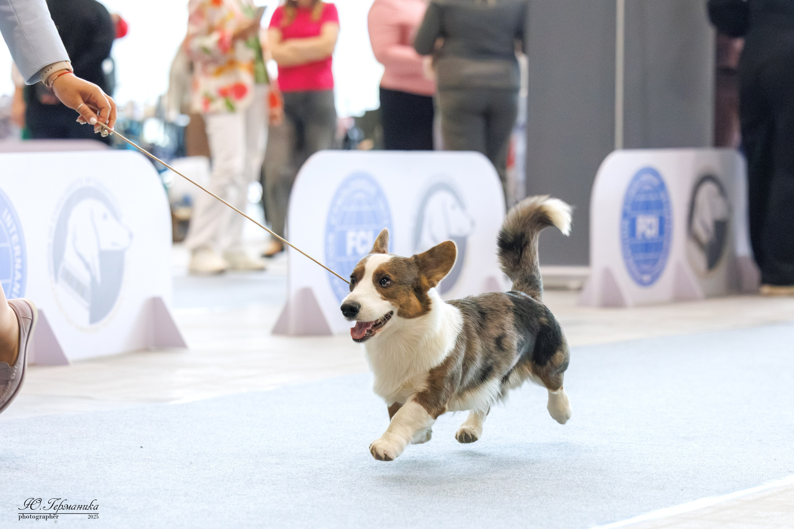 Астана 2хCACIB 3-4.05.2025. Фотограф-анималист Юлия Германика