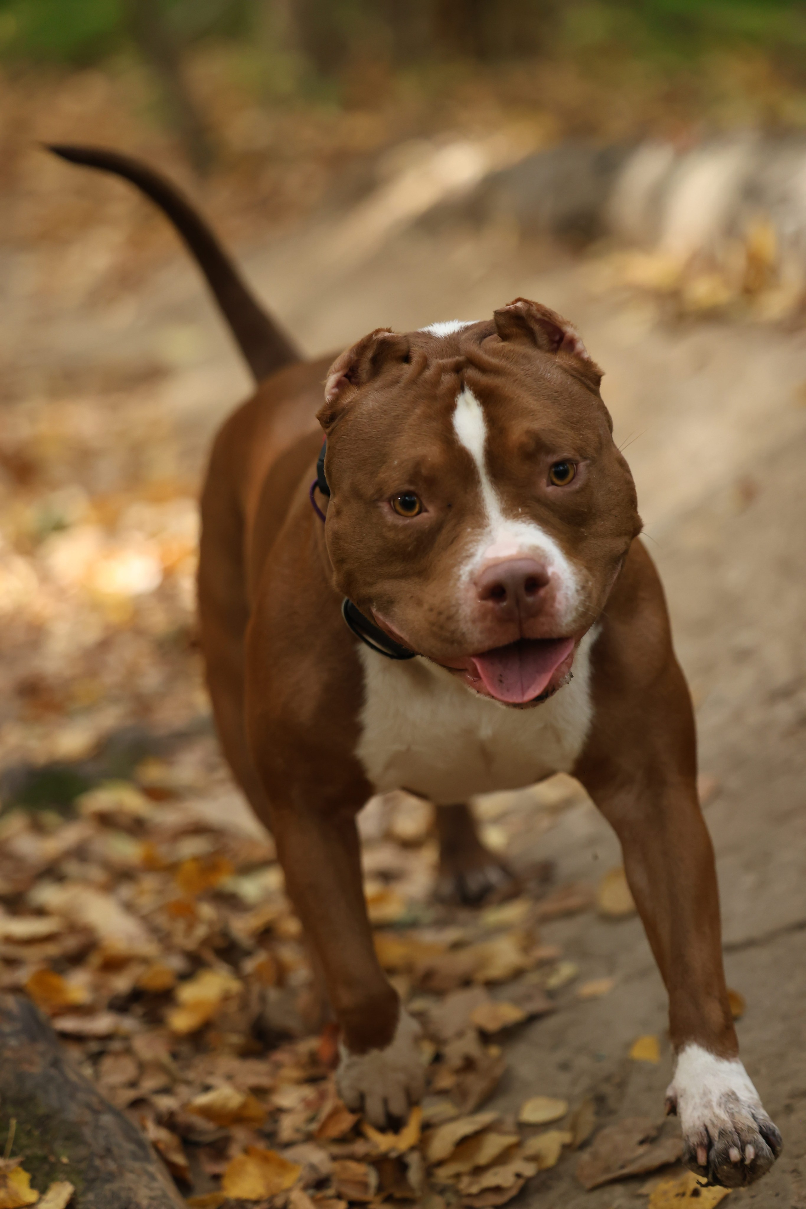 Бумер. Виктория Михайловская. Фотограф-анималист. Москва