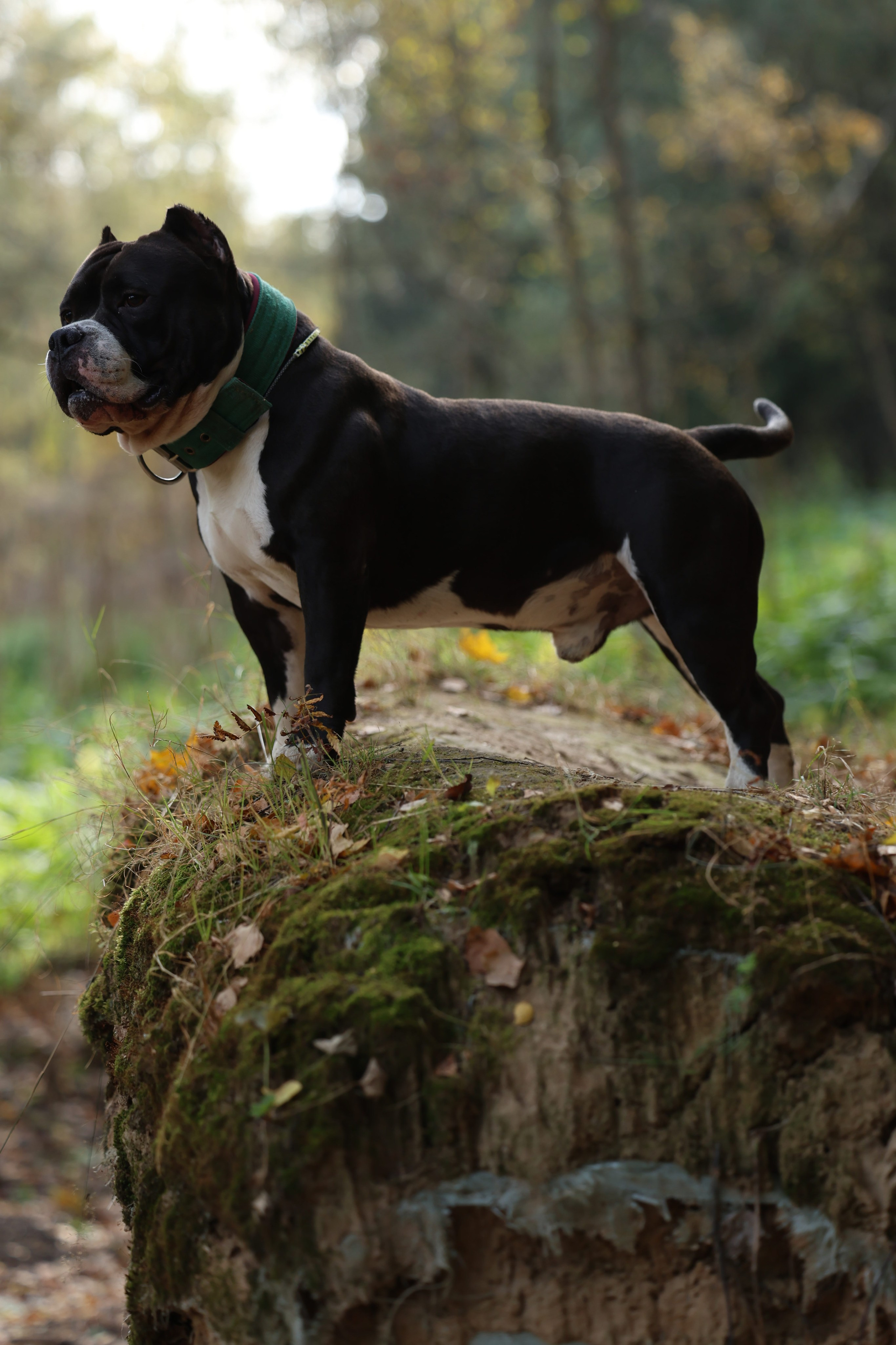 Бумер. Виктория Михайловская. Фотограф-анималист. Москва