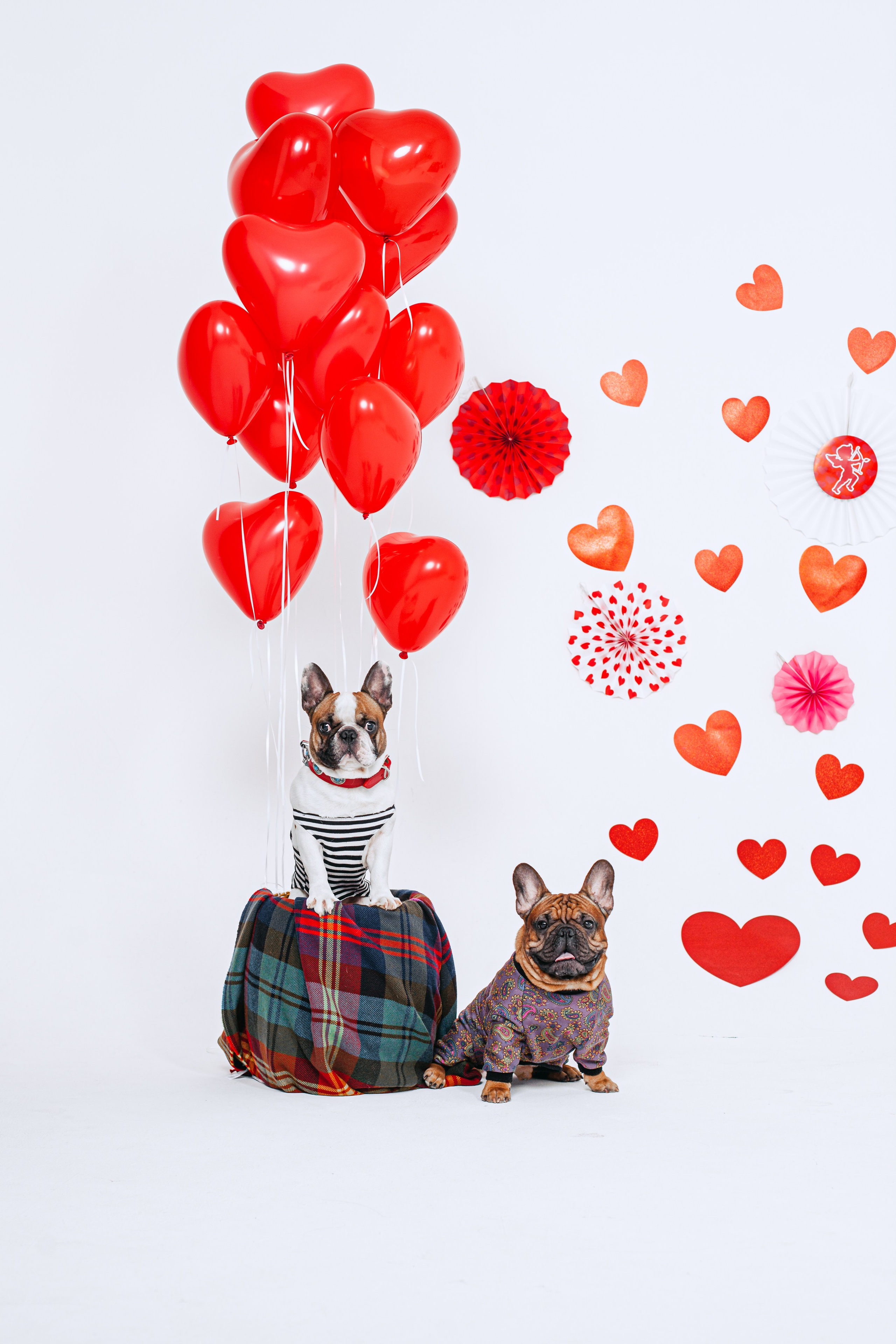 Пижамная вечеринка французских бульдогов и их хозяев. Фотограф-анималист Татьяна Степанова