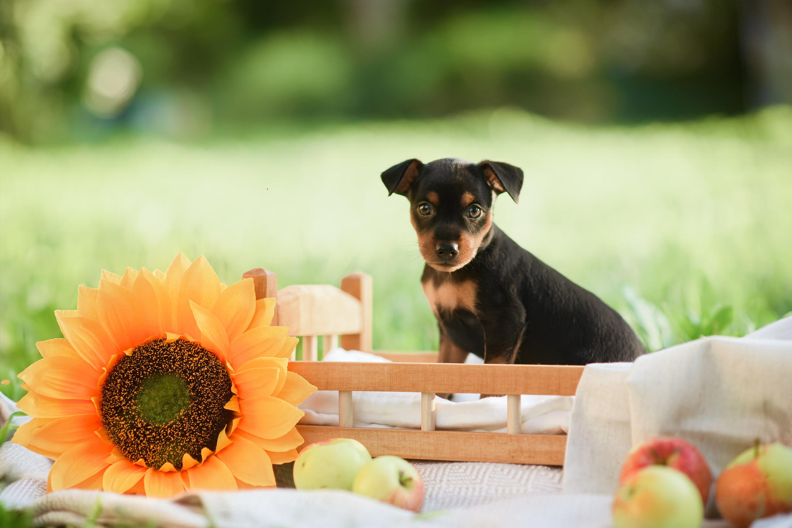Щенки Пражских крысариков — 03.08.2024. Фотограф — Анималист | Анна Абрамова