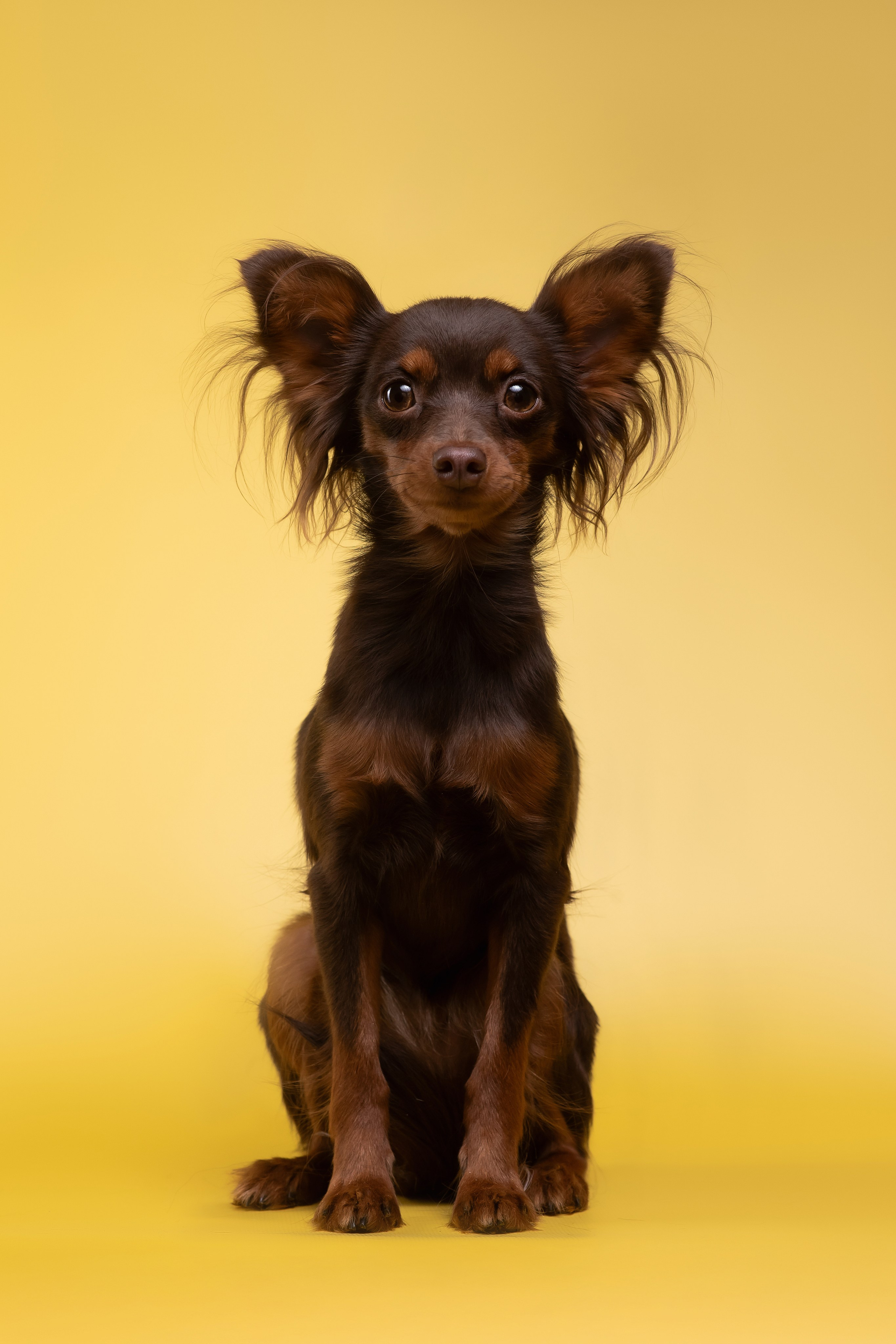 Пражские крысарики — 02.04.2025. Фотограф — Анималист | Анна Абрамова