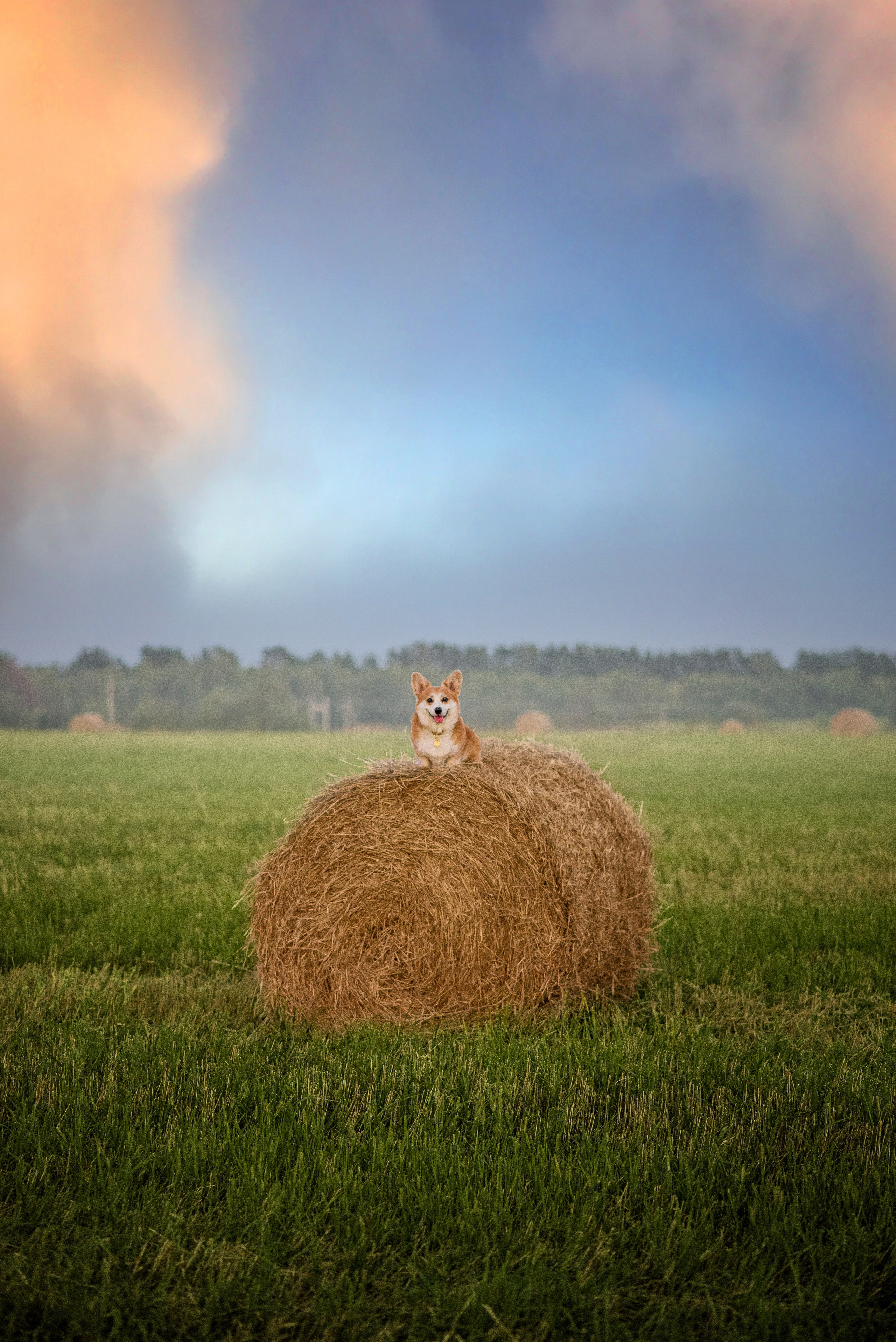 Лея и тюки — 10.08.2023. Фотограф — Анималист | Анна Абрамова