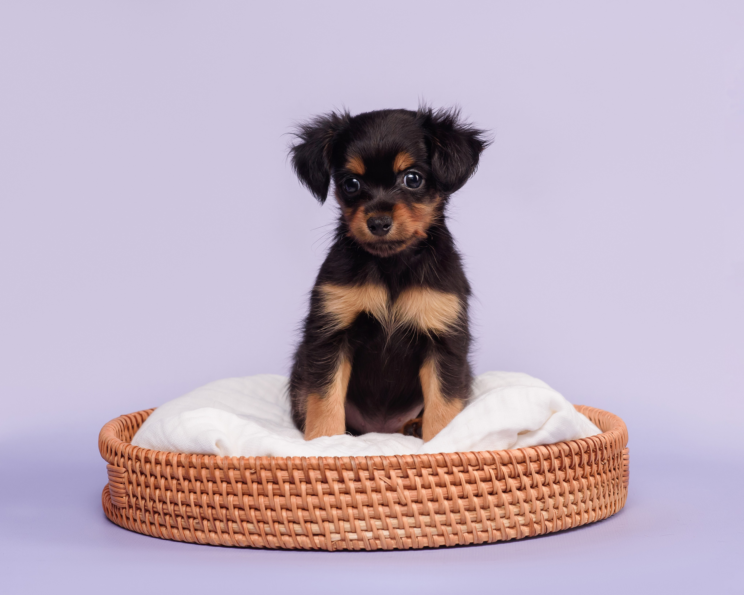 Малыши пражских крысариков — 30.07.2025. Фотограф — Анималист | Анна Абрамова