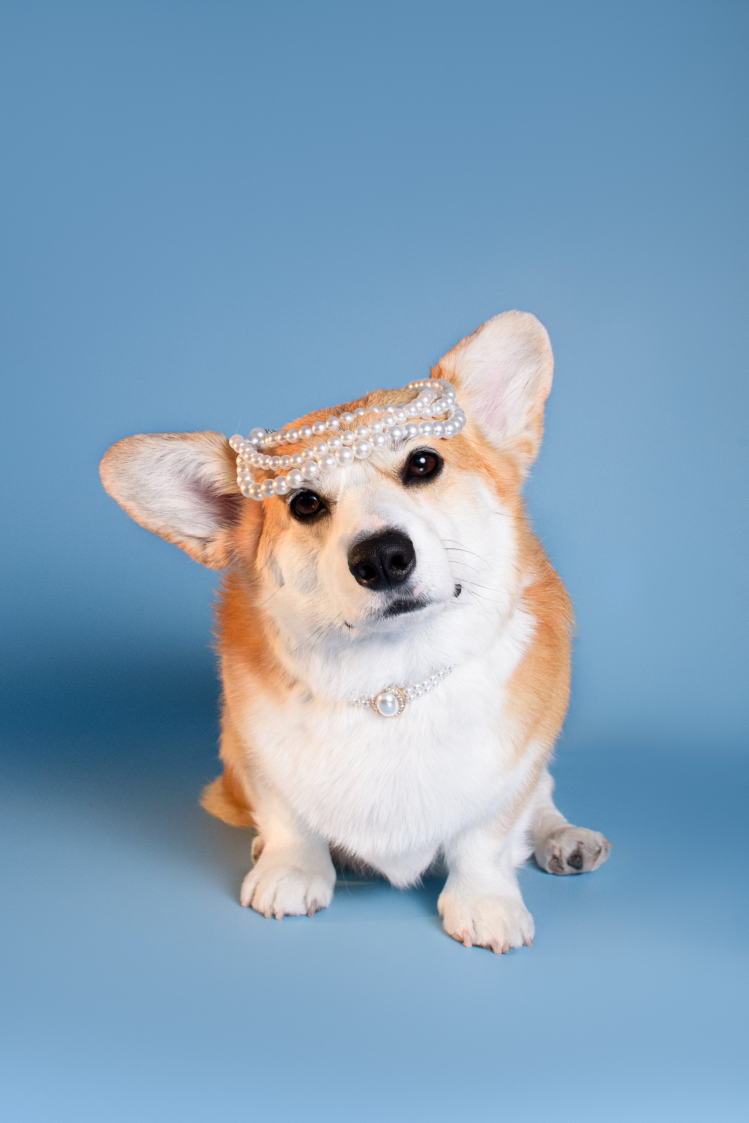 Лея съемка на однотонном фоне — 2024. Фотограф — Анималист | Анна Абрамова