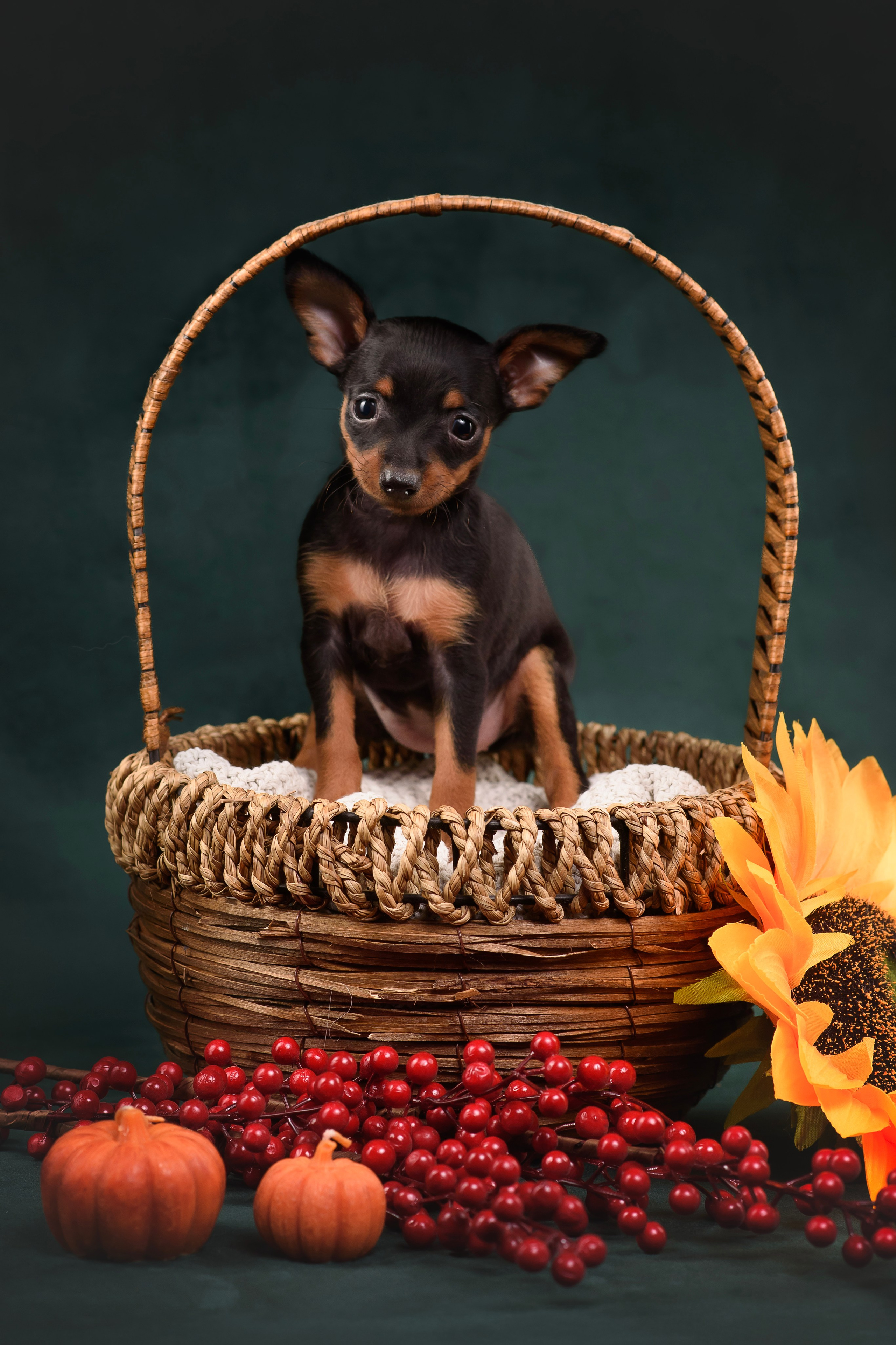 Щенки Пражского крысарика — 19.10.2025. Фотограф — Анималист | Анна Абрамова