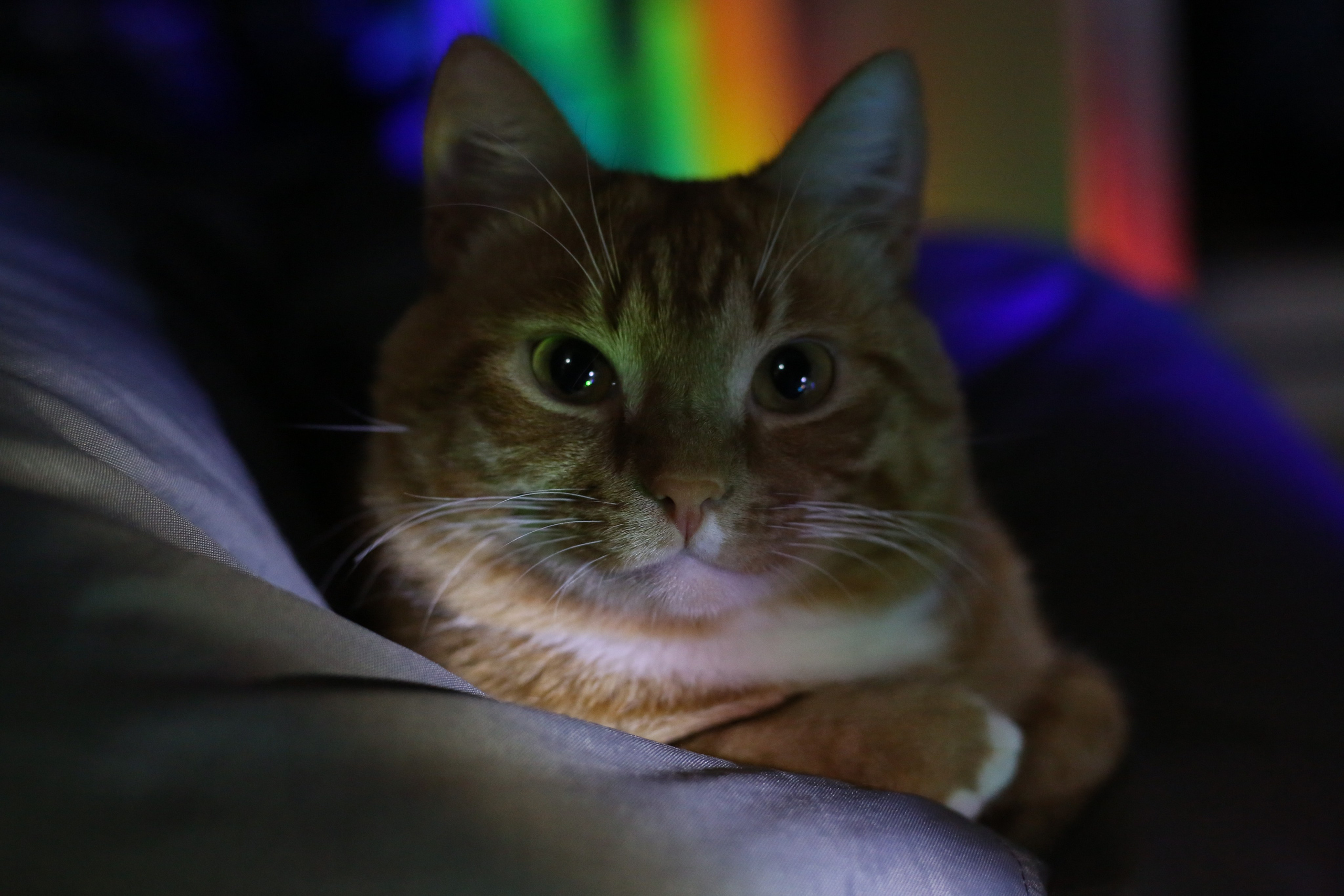 Животные. MarCh Photography — Photographer in Perm