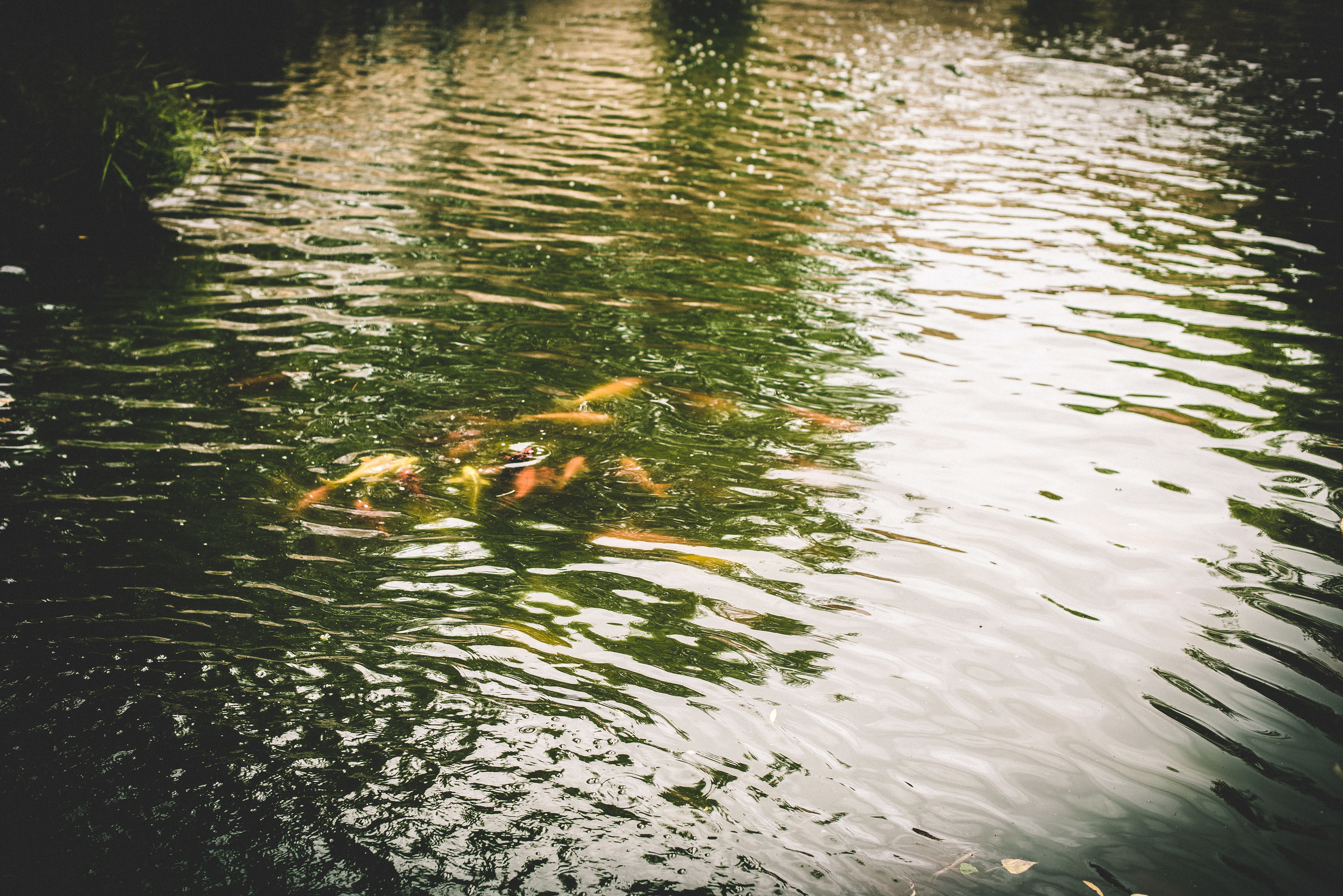 Сказочный сад. Визуальный художник «Границы внутри»