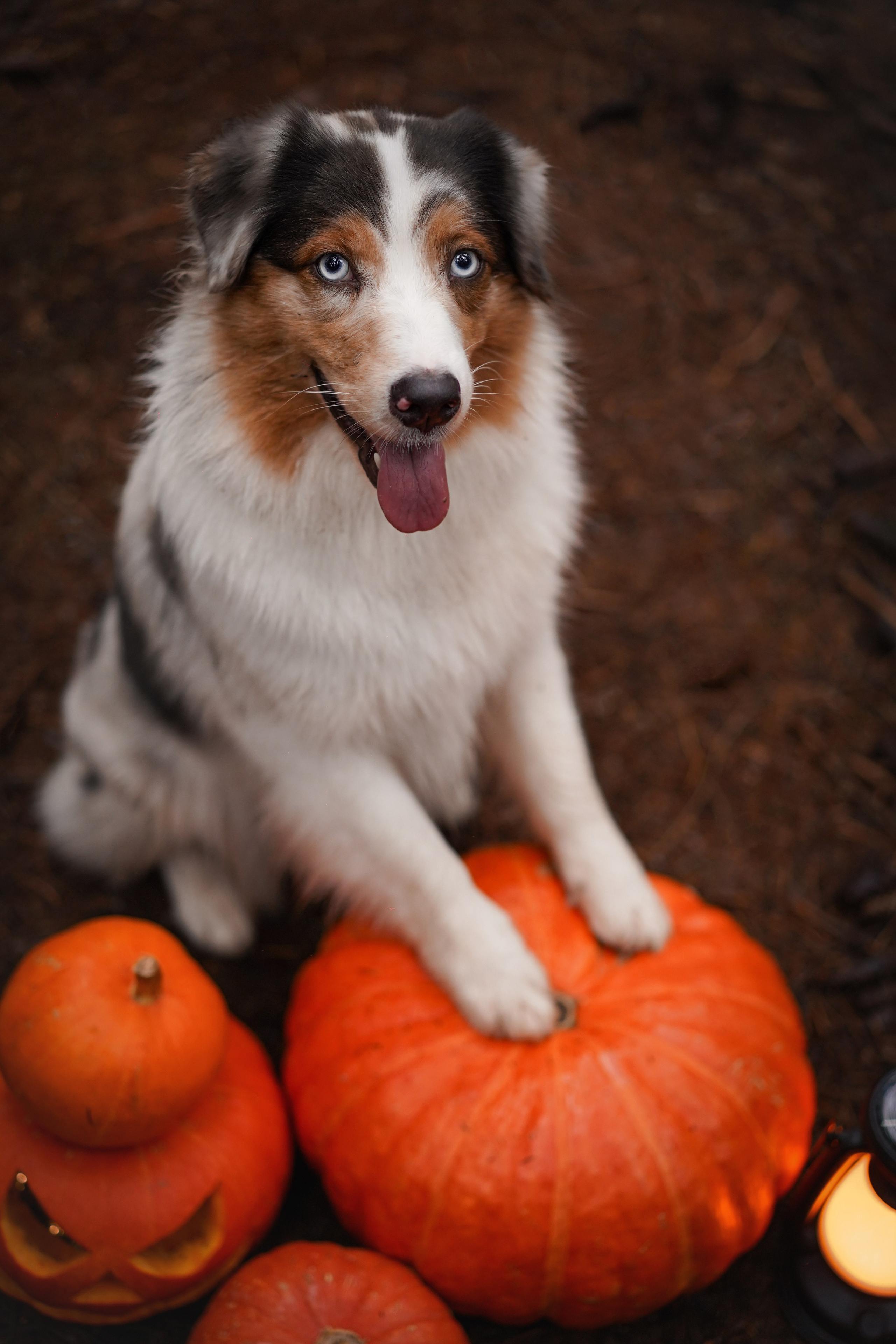Аусси Хэллоуин 24. Фотограф-анималист в Санкт-Петербурге Яна Мартынова