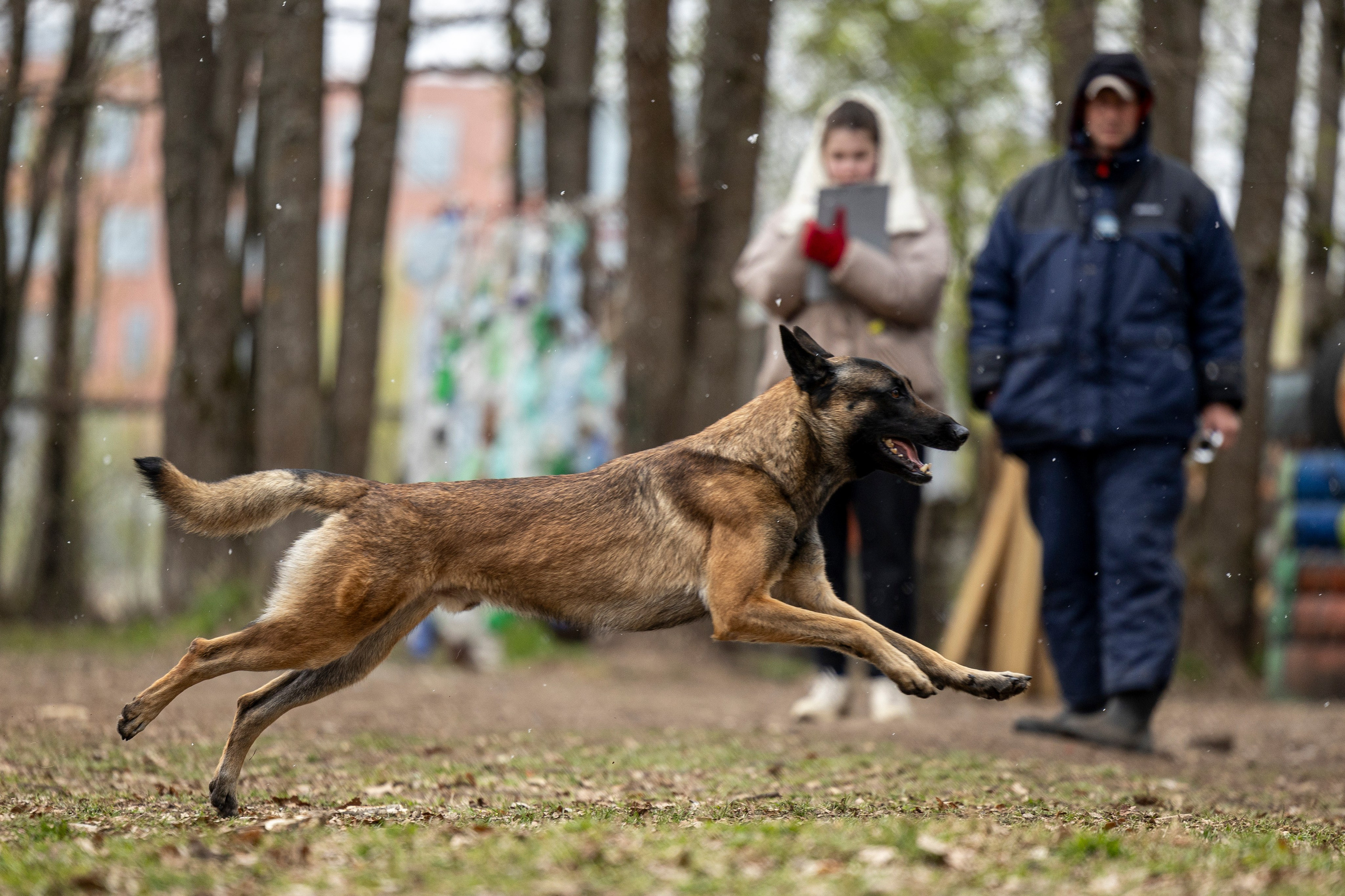 Квалификационные состязания по мондьорингу г. Вологда 11.05.24. Фотограф-анималист Анна Маринич