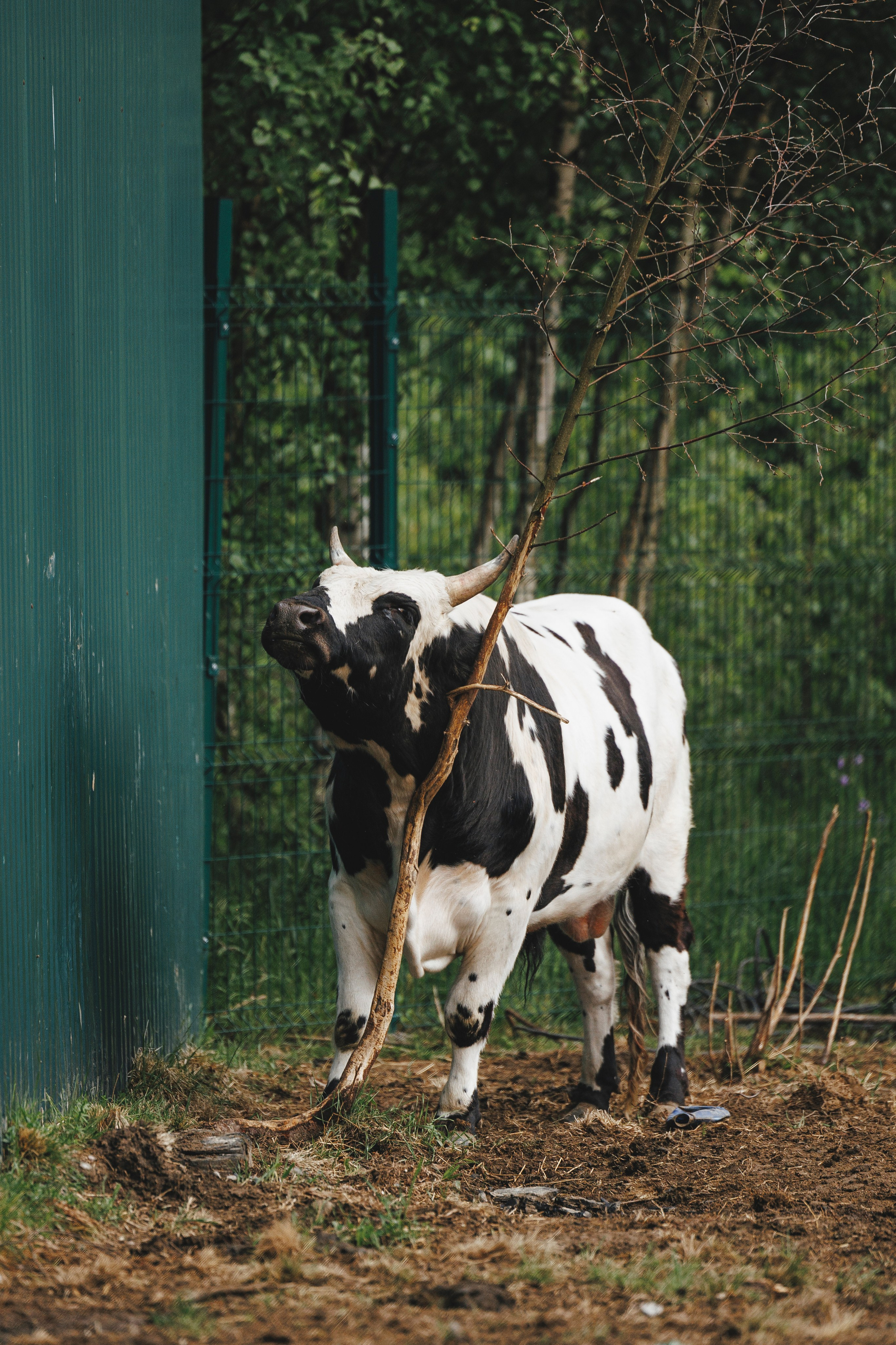 Керро поле. Фотограф-анималист Анна Маринич
