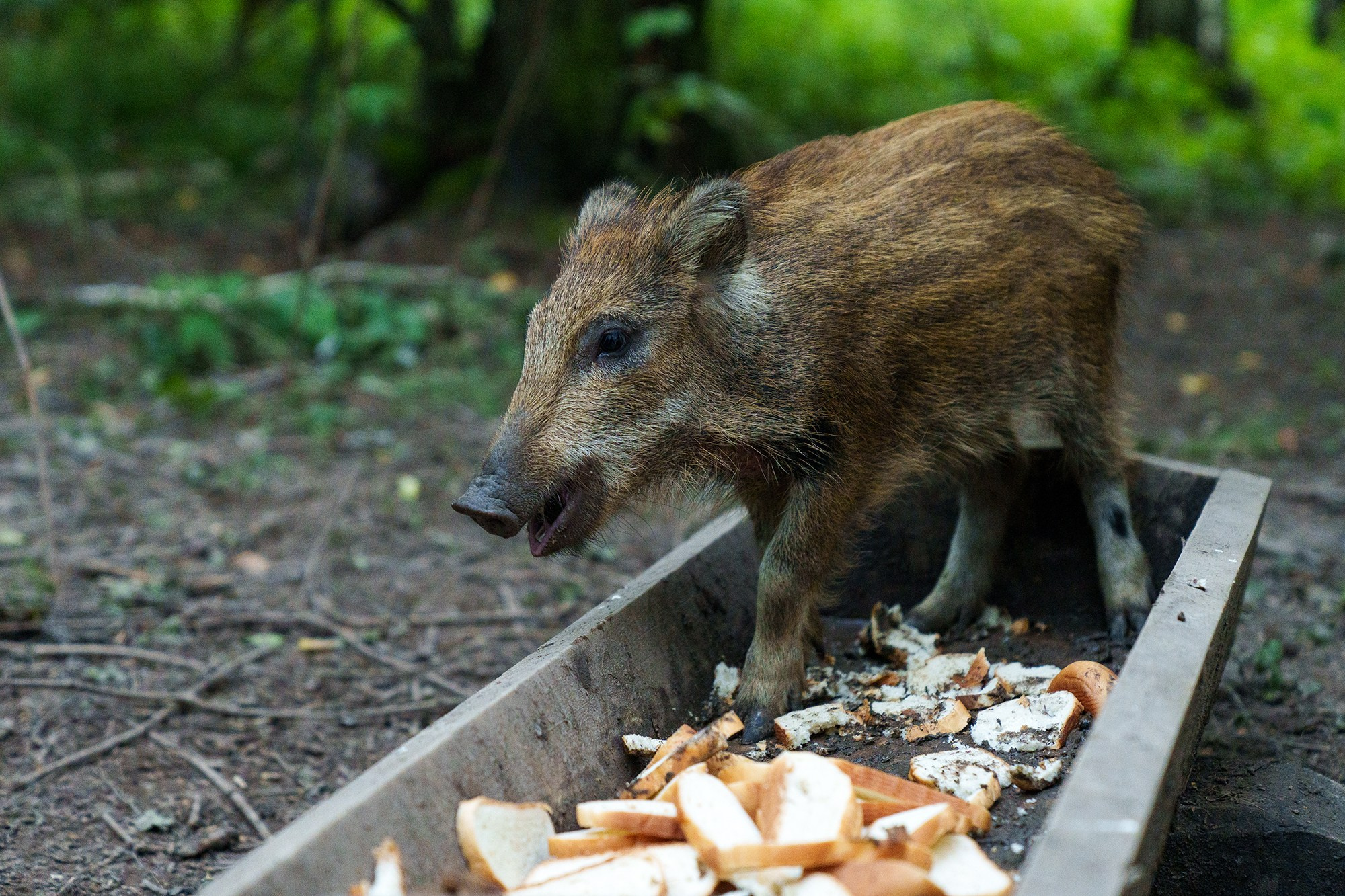 Животные. Ваш личный фотограф Марина Волкова