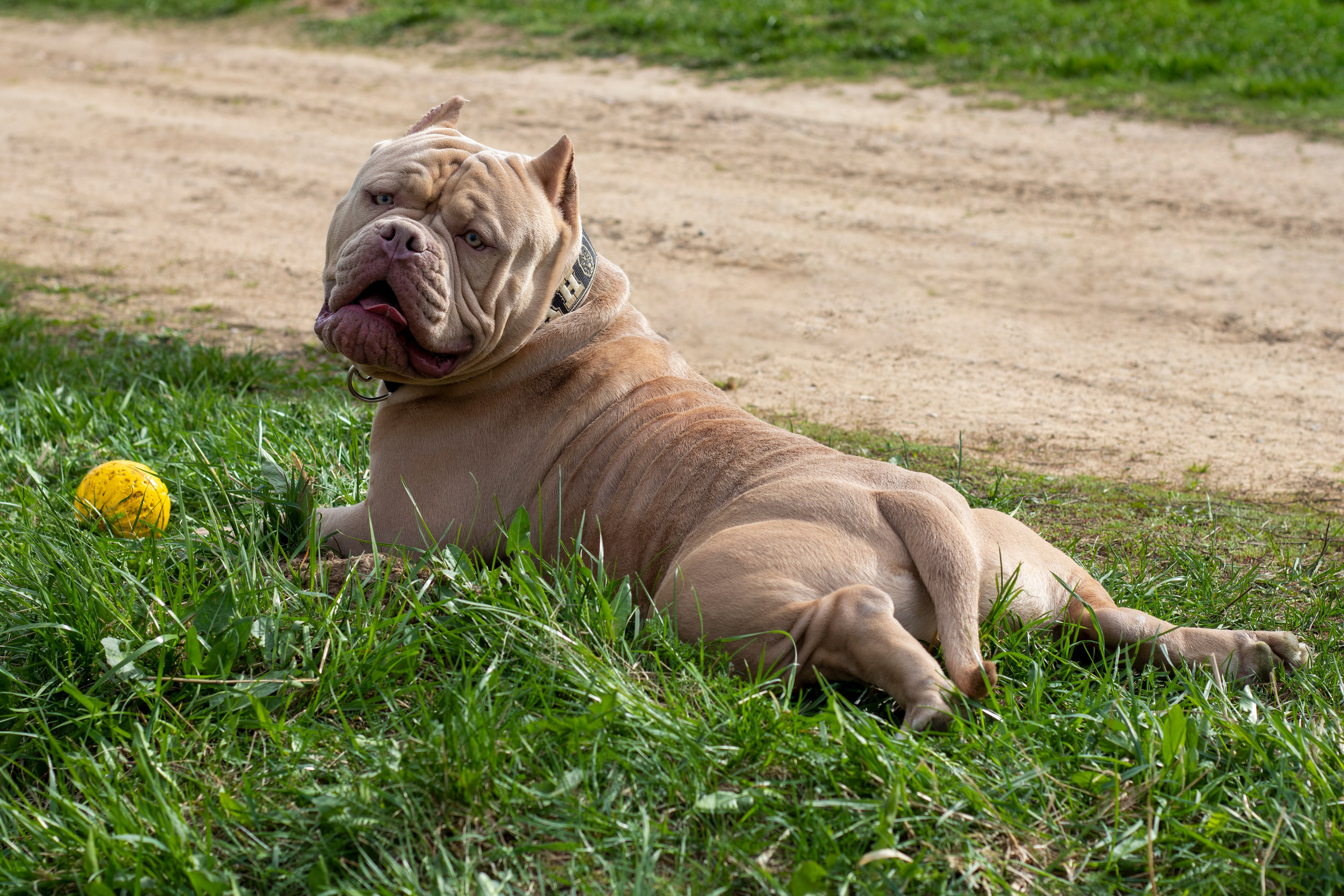 Собаки. Фотограф в Вязьме