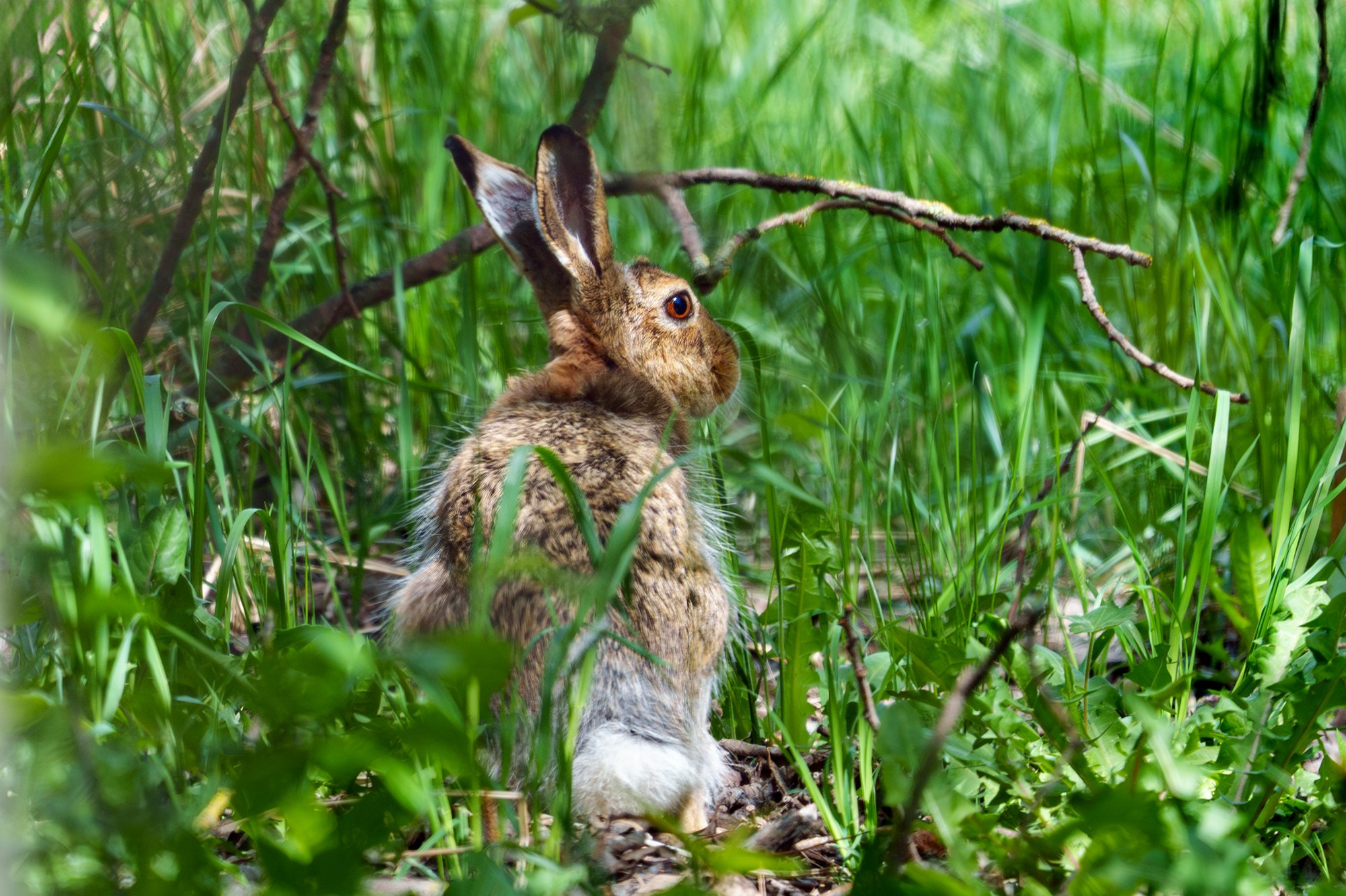 Животные. Ваш личный фотограф Марина Волкова
