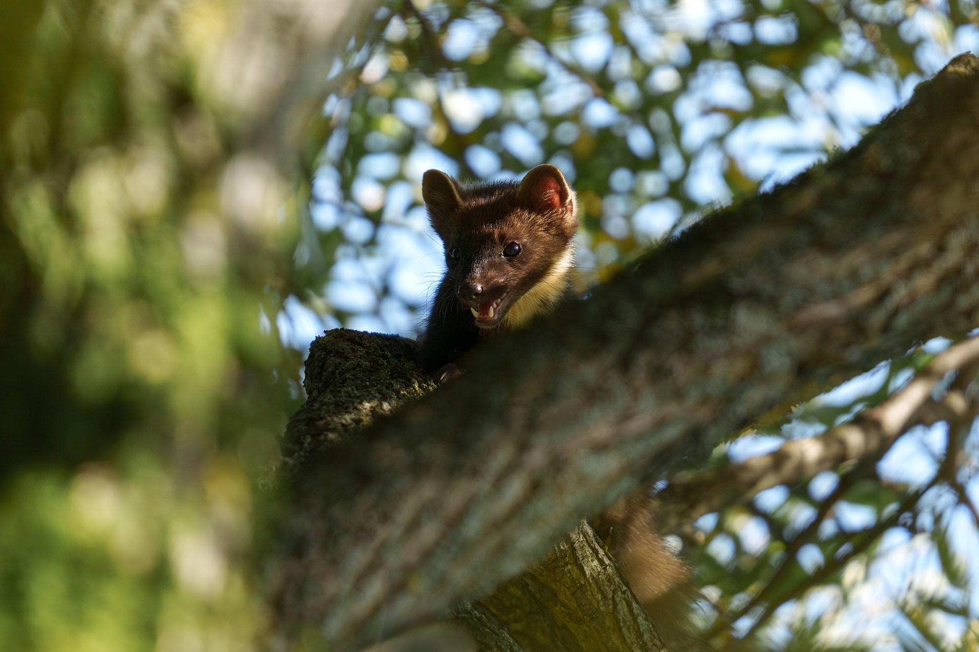 Животные. Ваш личный фотограф Марина Волкова
