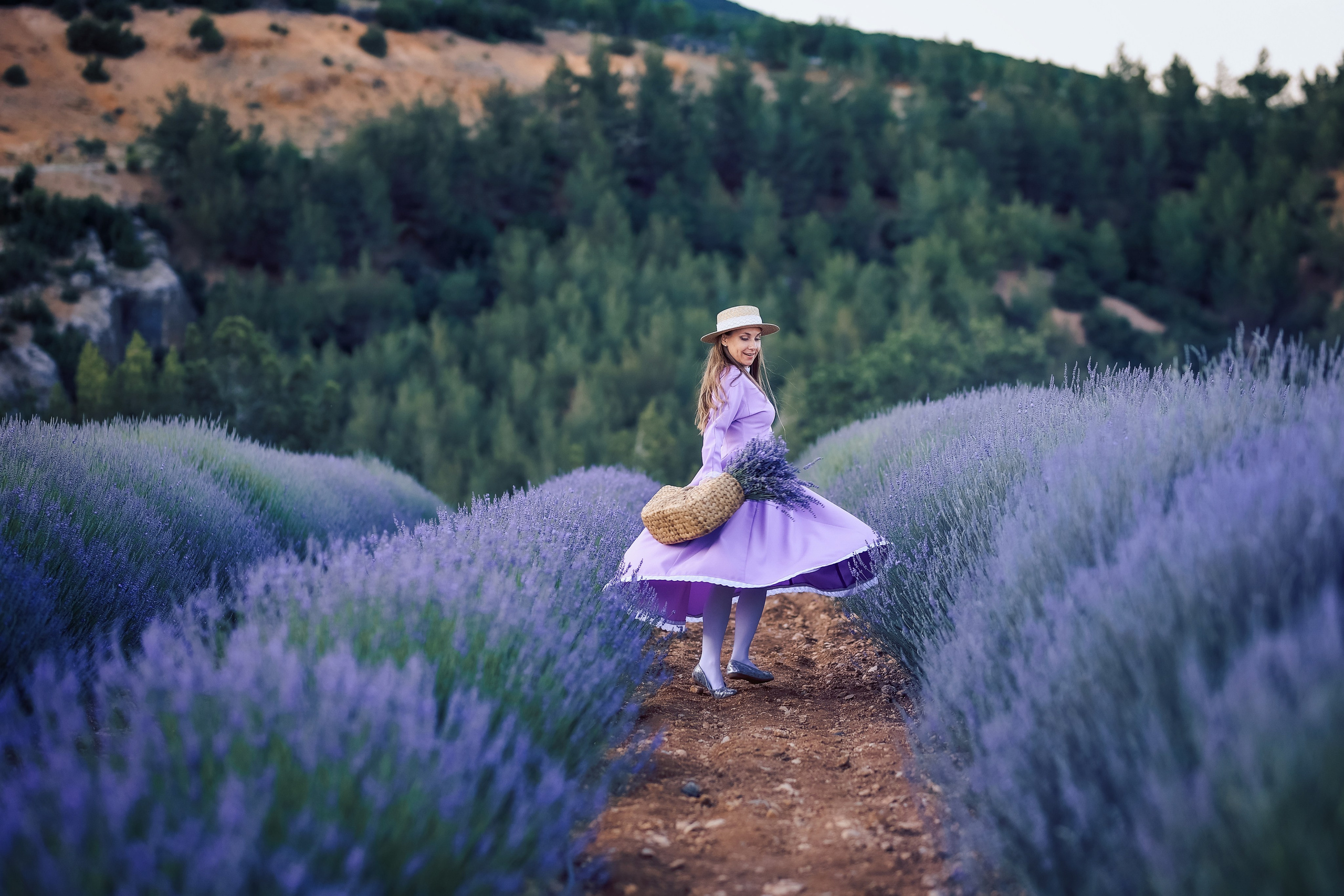 Lavender fields in Turkey