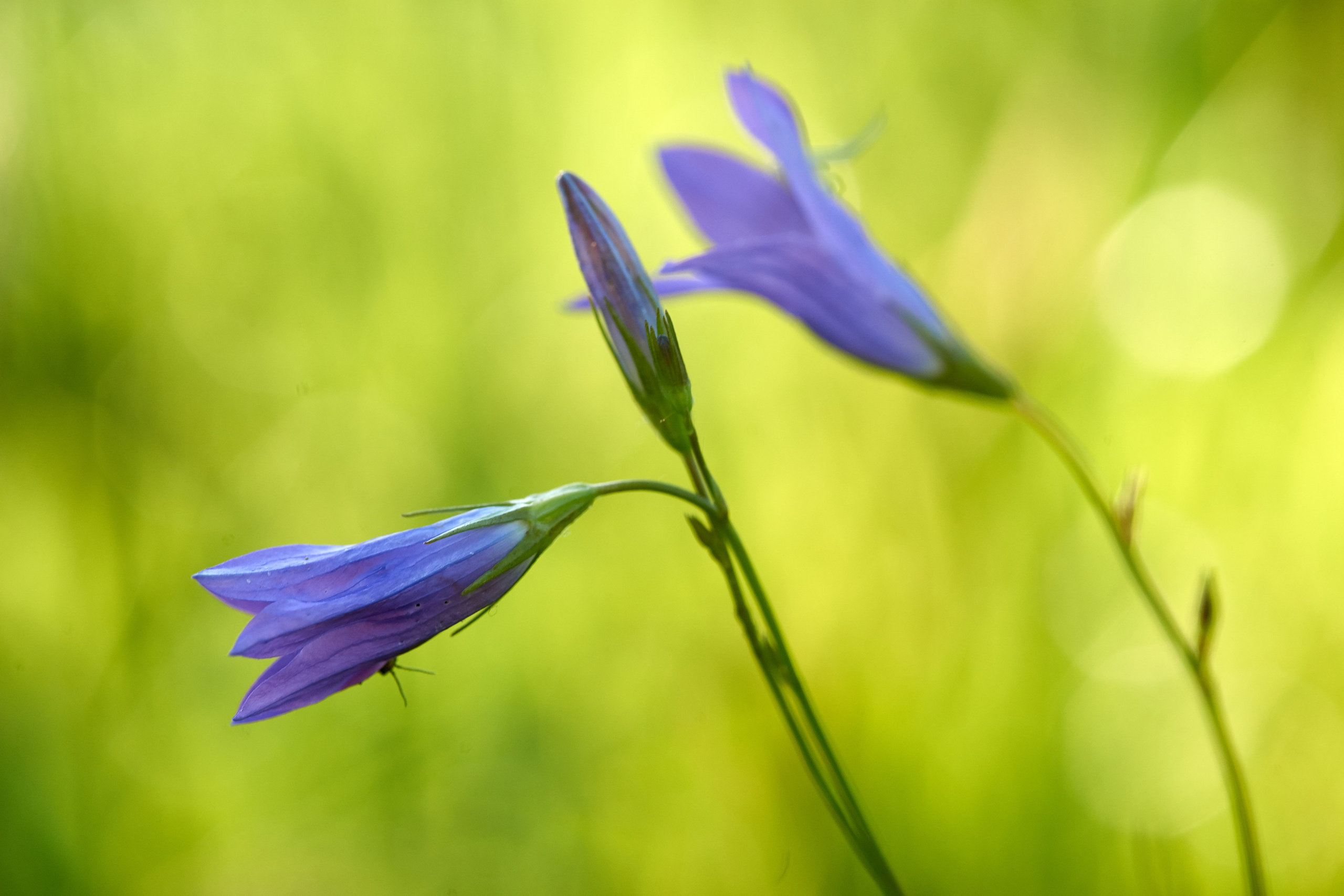 Наша мать — природа. Фотограф Владимир Артамонов