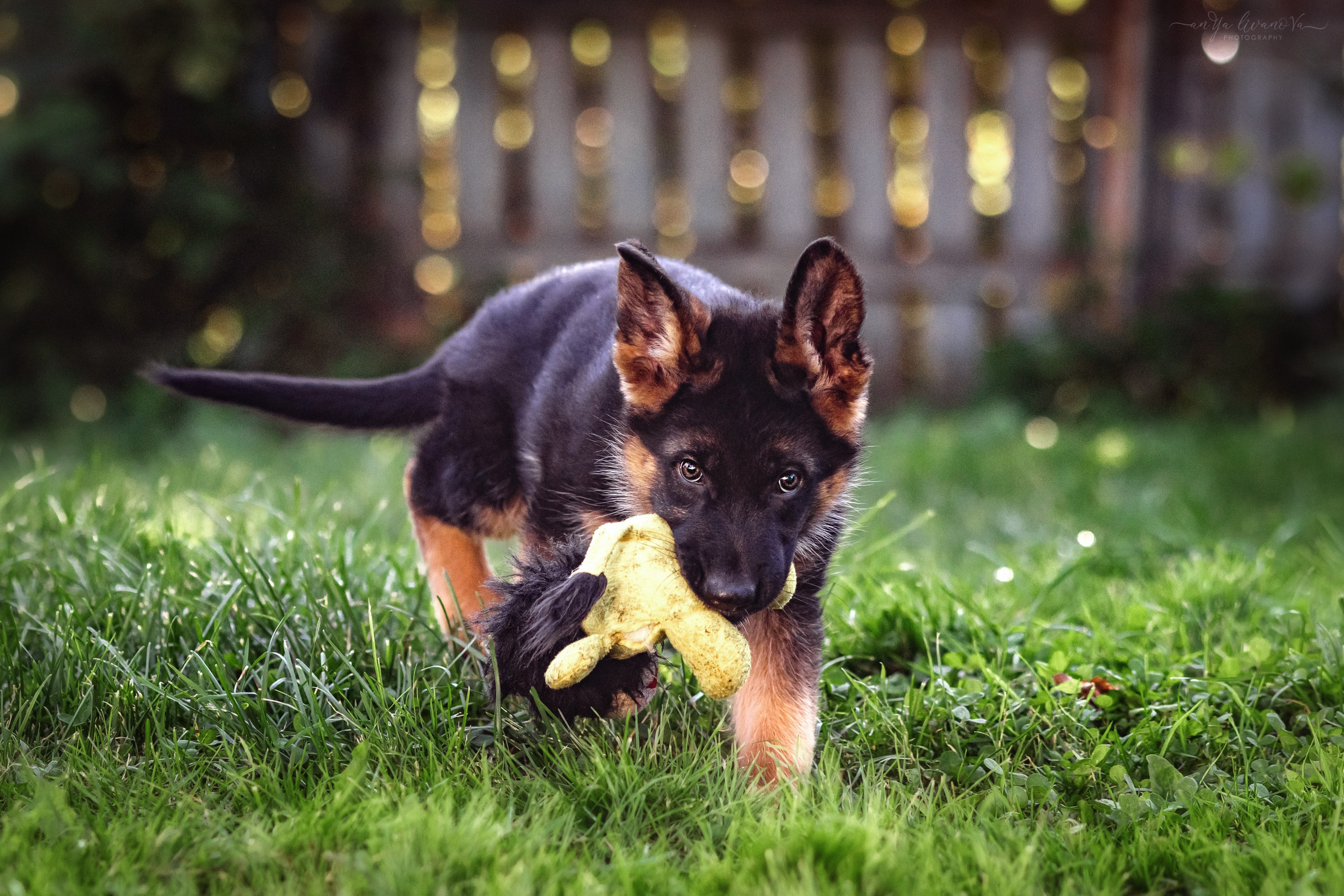 Овчарята. Фотограф анималист Аня Ливанова | Рыбинск