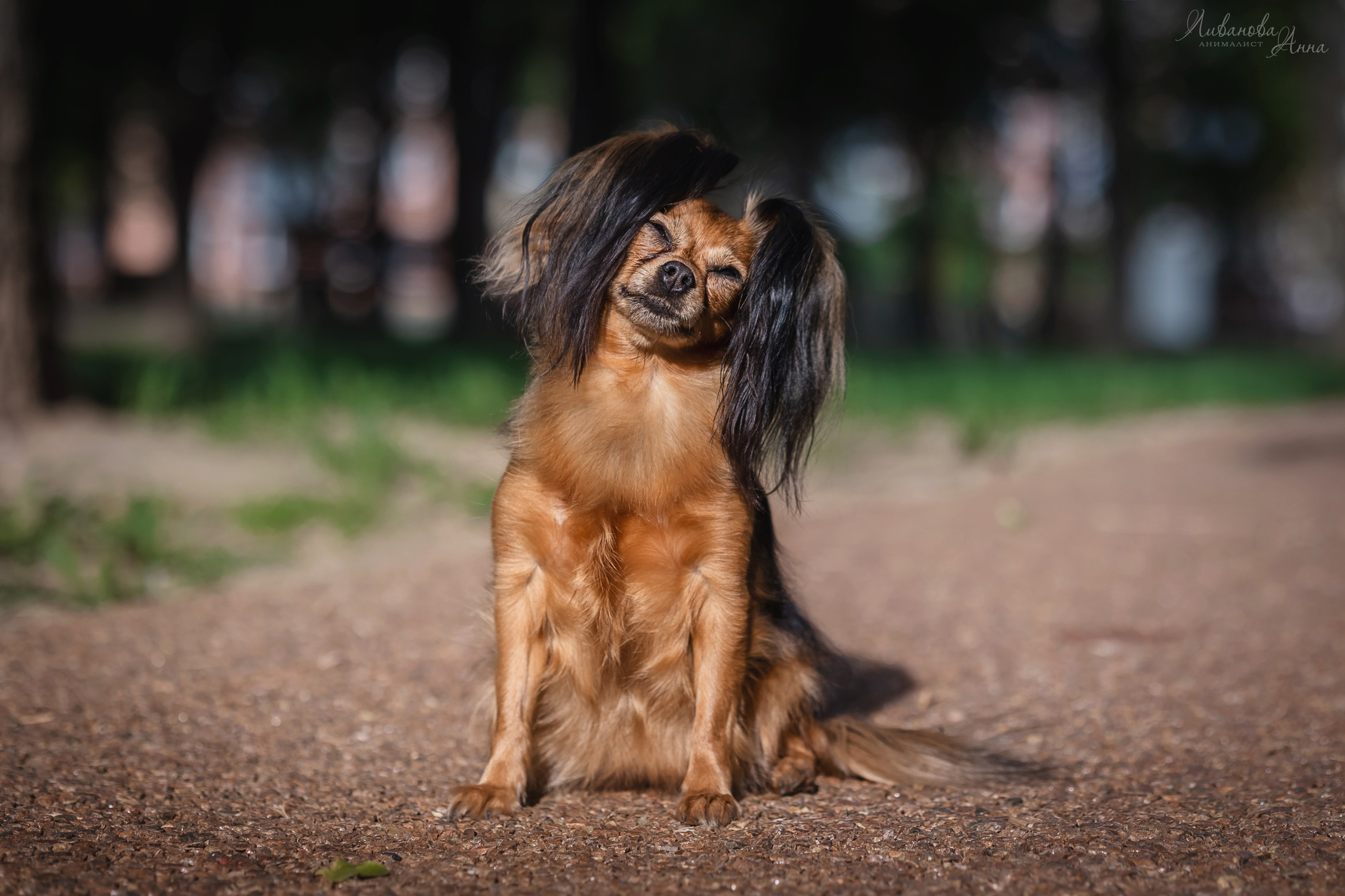 Лена и тойчики. Фотограф анималист Аня Ливанова | Рыбинск