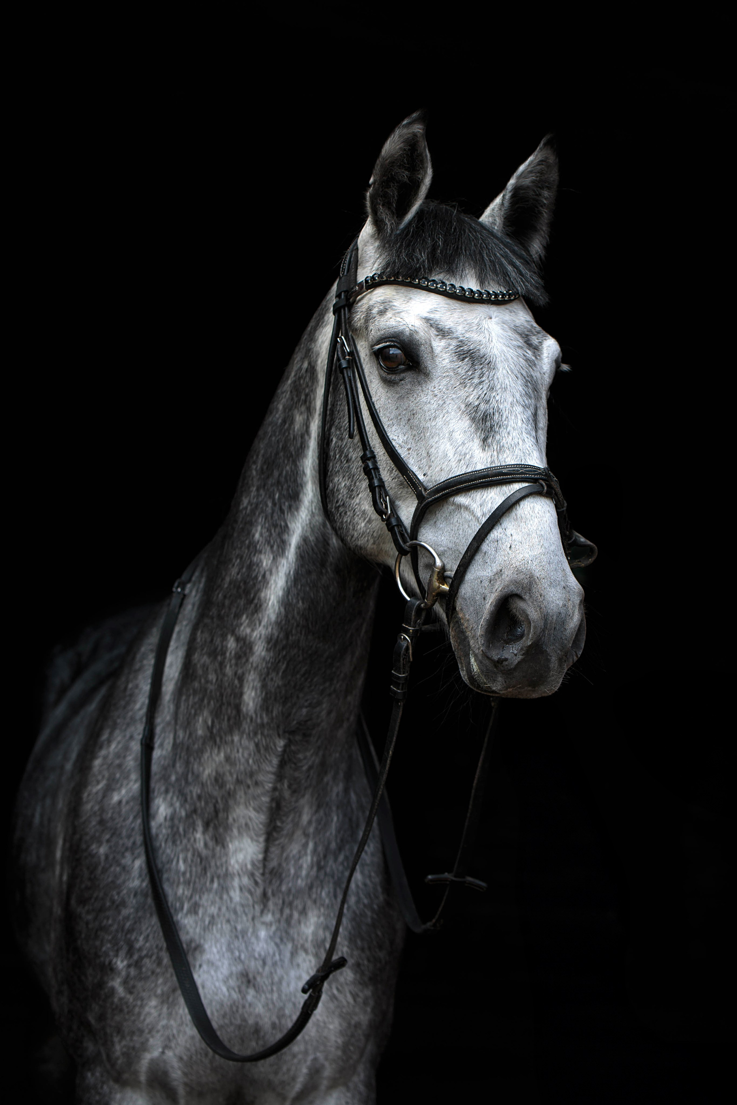 СЪЕМКА ЛОШАДЕЙ. Конный фотограф в Красноярске — Любовь Похабова