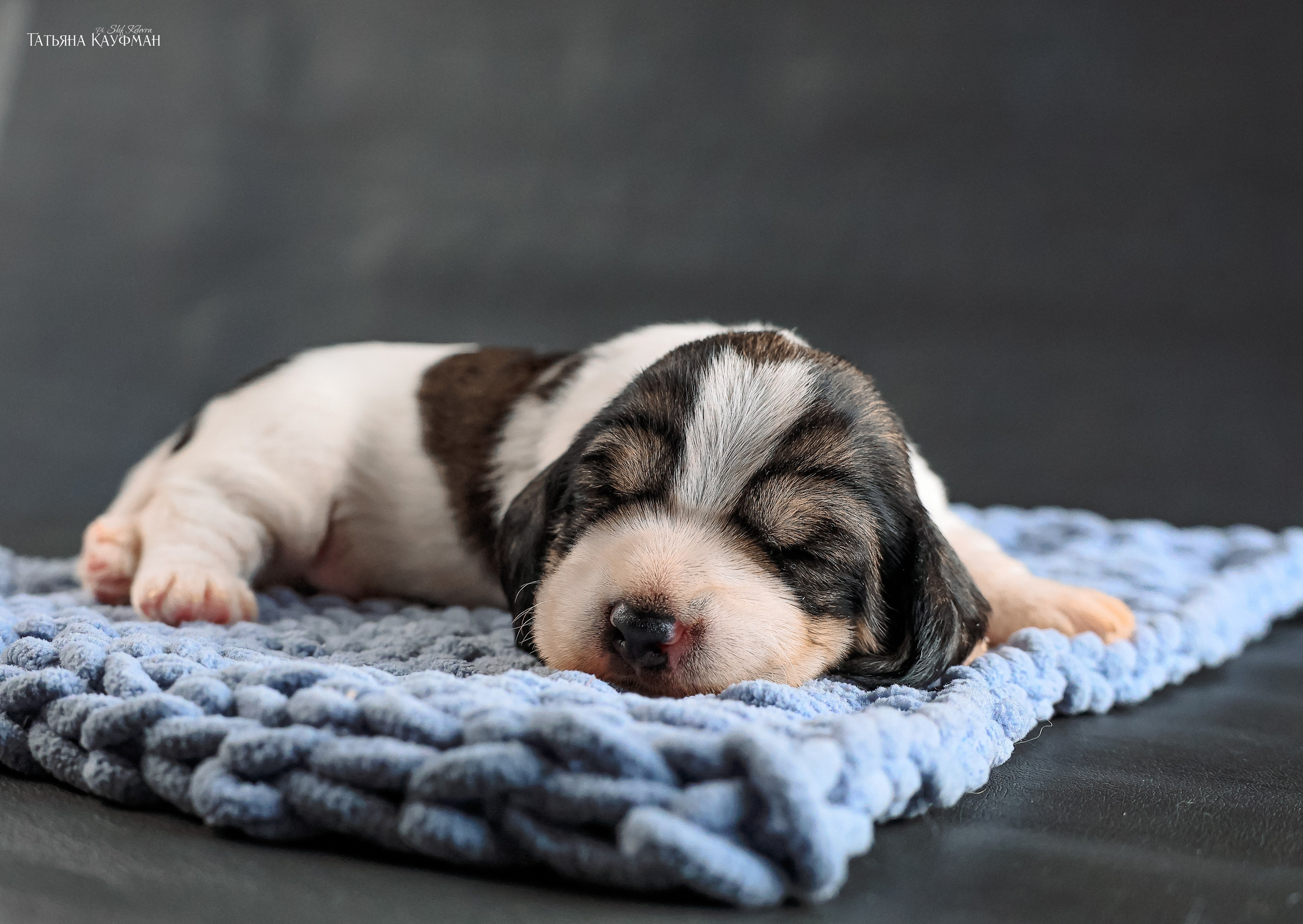 Малые вандейские бассет гриффоны. PVBG. Petit vandeen basset griffon, щенки в новосибирске. Питомник White Rivendel