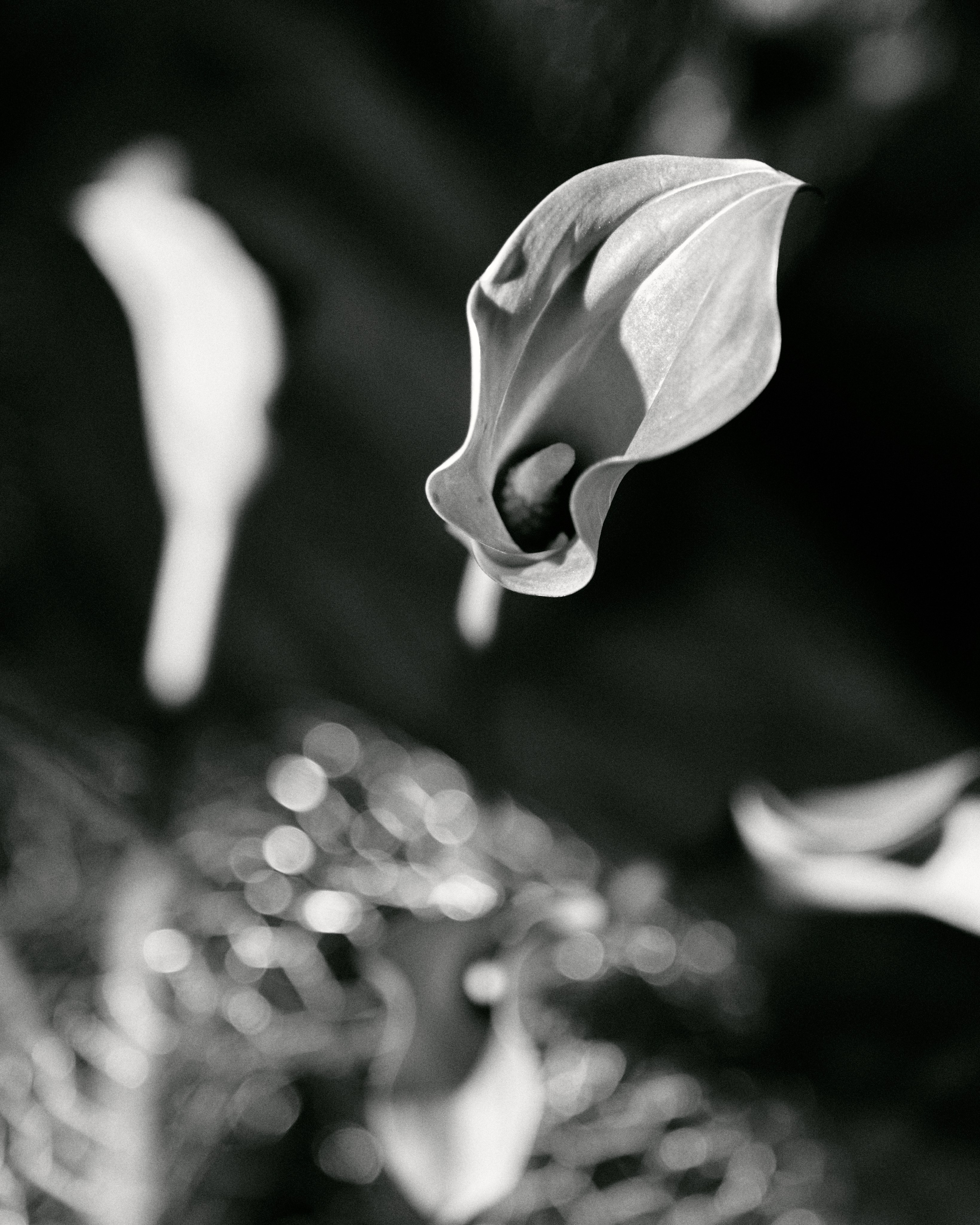 VLAD & VIKA. Свадебный фотограф Жучкова Елизавета в Москве