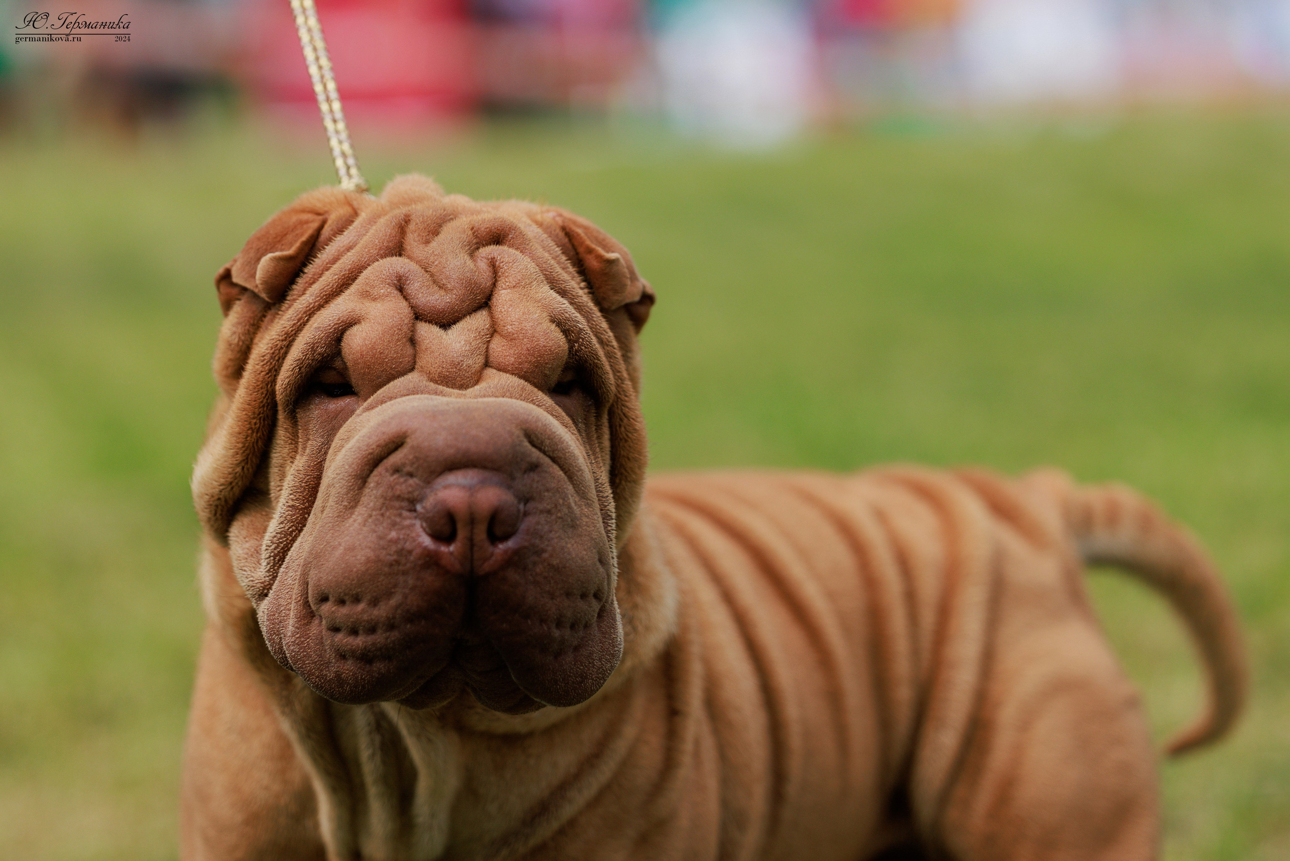 Ярославль 21.07.24 и Балашиха 13.07.24. Фотограф-анималист Юлия Германика