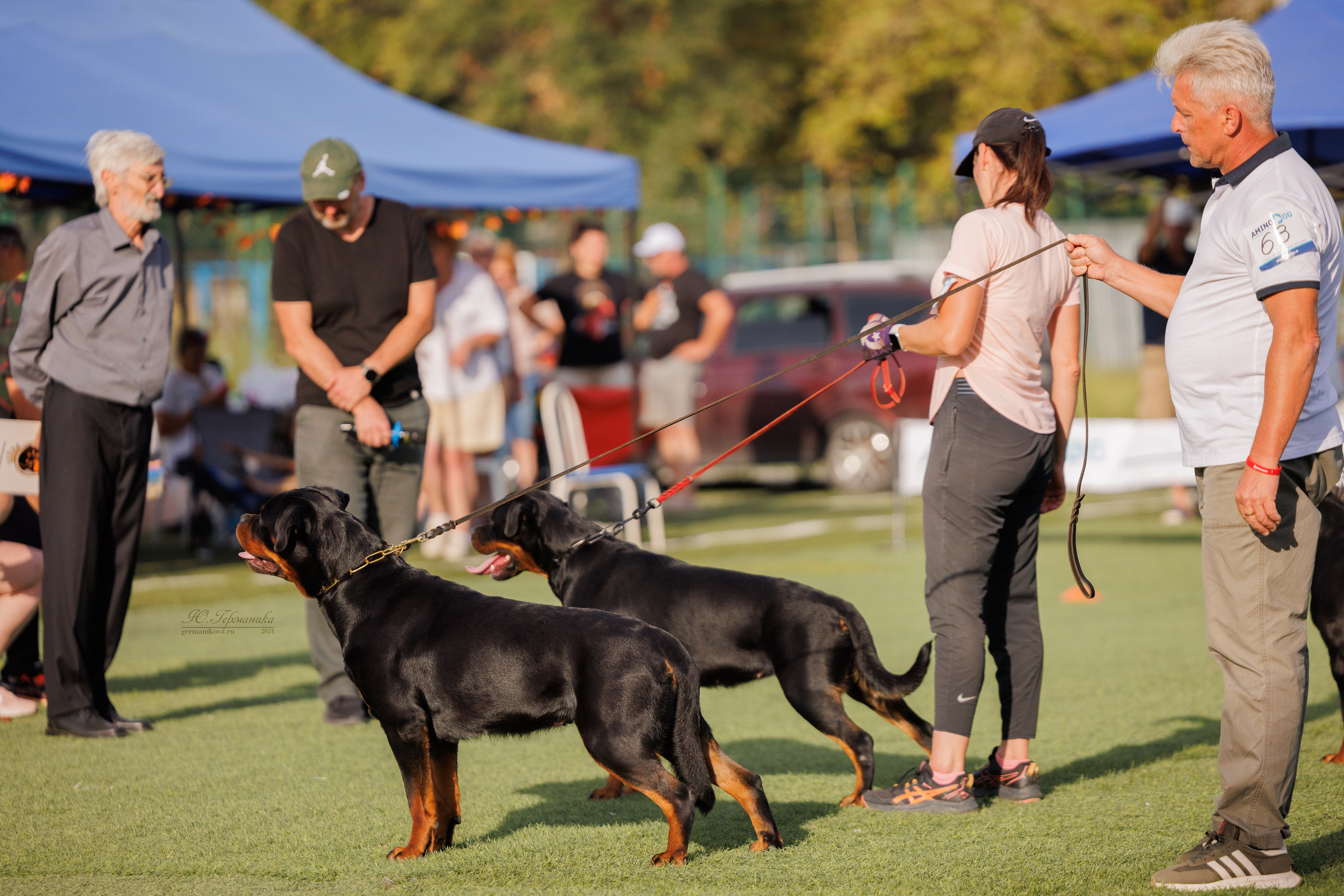 Анапа ротвейлеры 14-15.09.2024. Фотограф-анималист Юлия Германика
