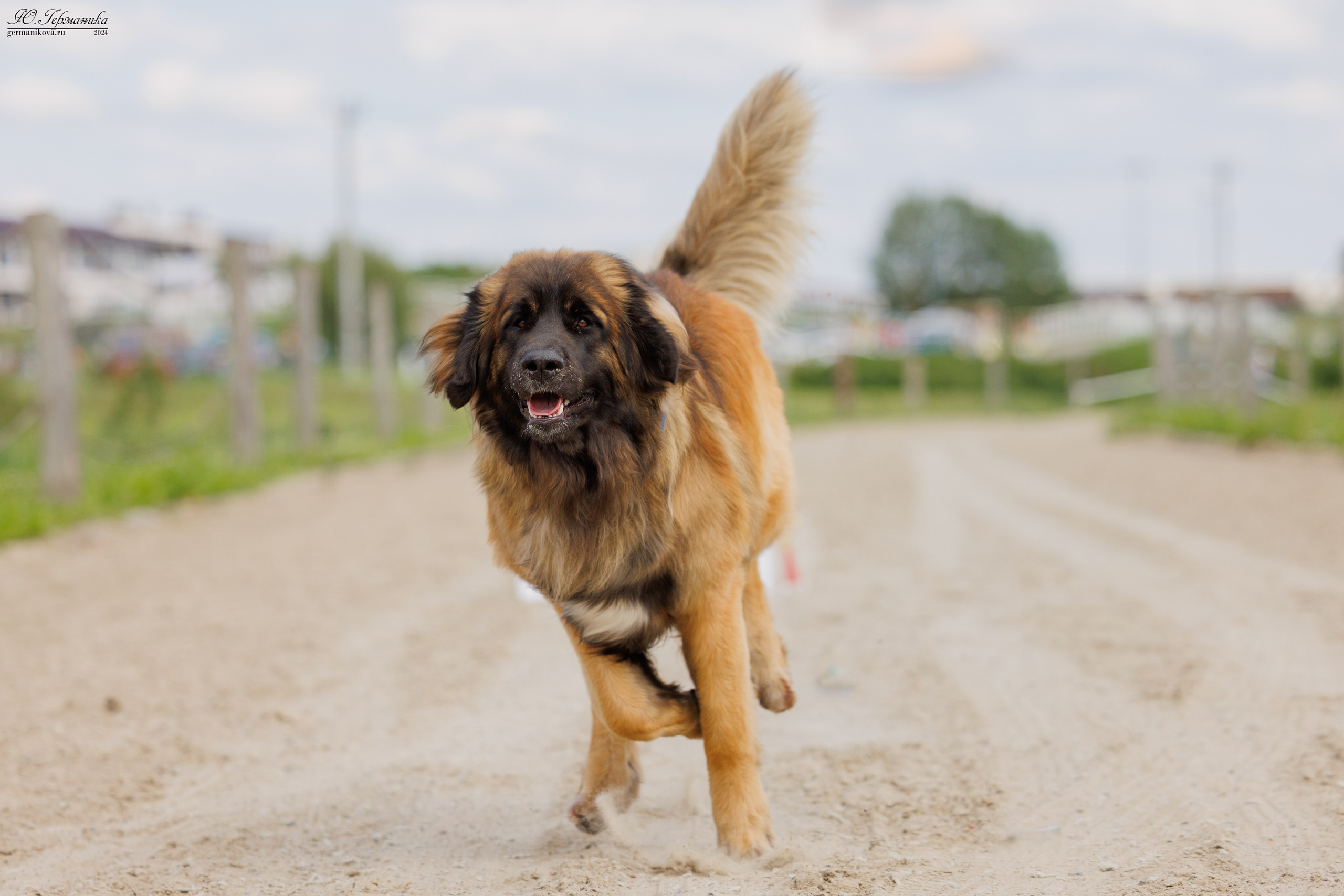 РОССИЯ 8-9.06.2024. Фотограф-анималист Юлия Германика