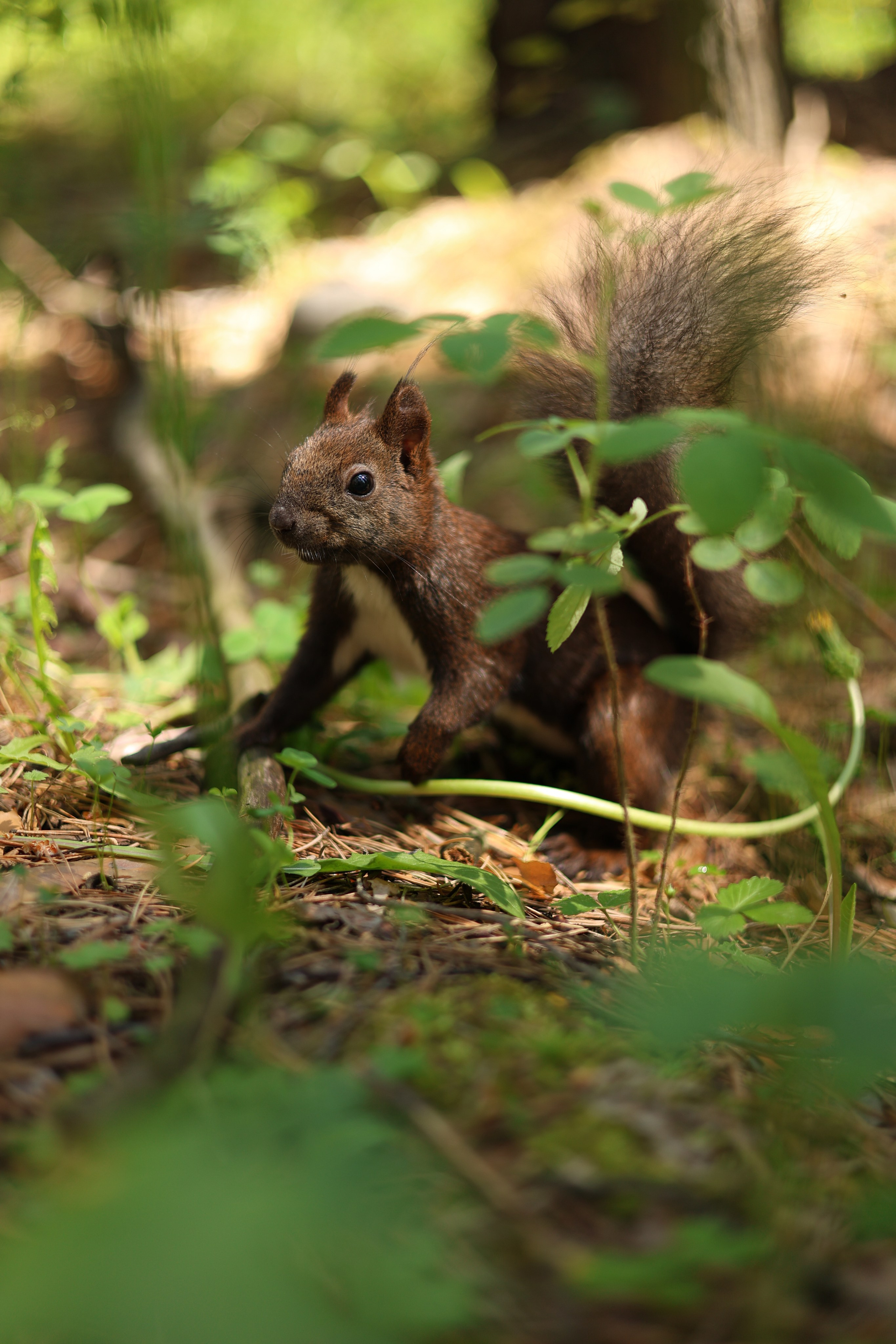 ПОЙМАЛА. Фотограф Красноярск съемки лавстори, фотосессия в студии, портретная съемка, творческие фотосессии