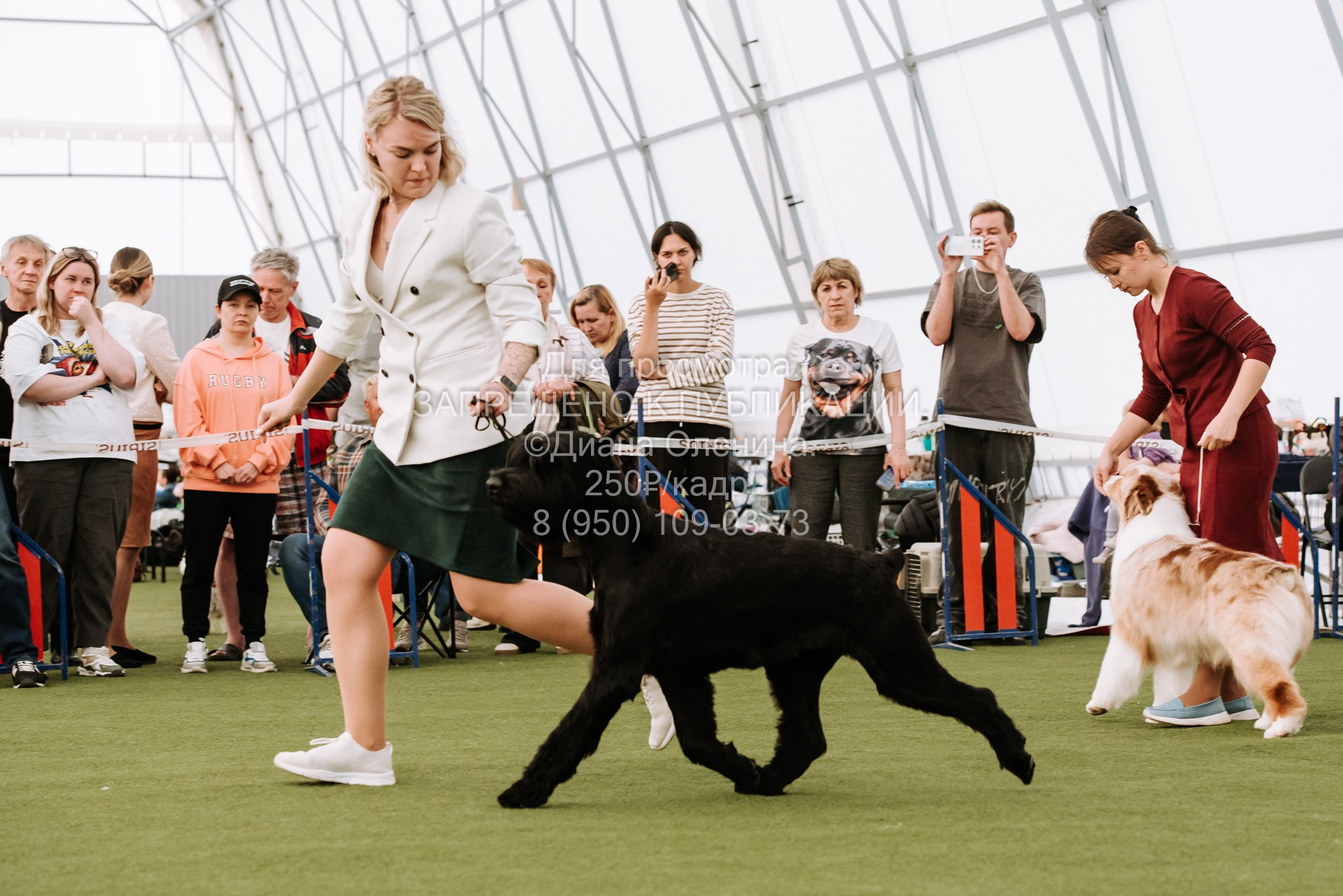 Выставка собак Красноярск 2.06. Фотограф Диана Оленина Красноярск / Братск