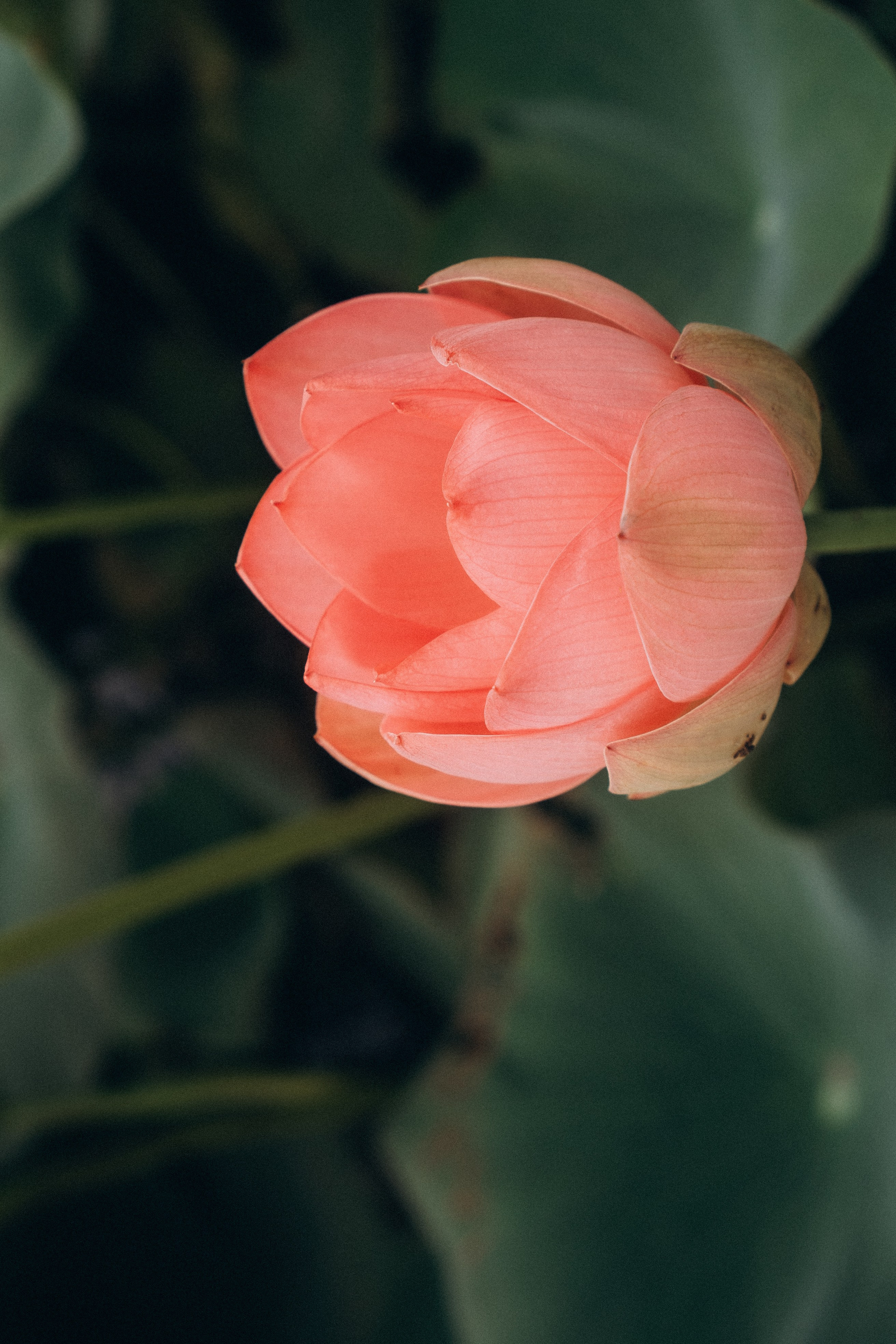 ЛОТОСОВАЯ ПОЛЯНА. Профессиональный фотограф, Санкт-Петербург — Виктория Богомолова